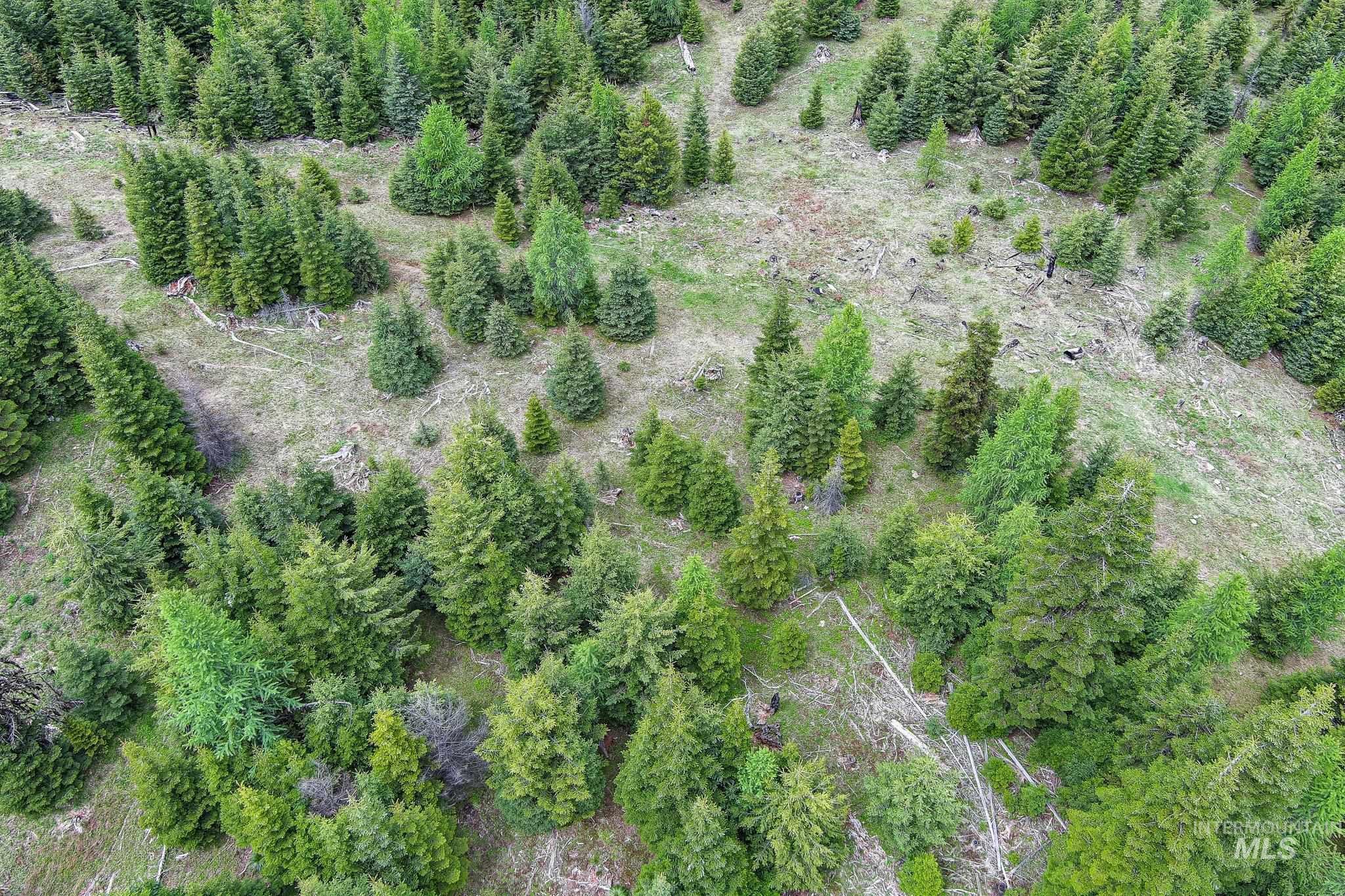 Tbd Tree Farm Trail South 40 Acres Property Photo 15