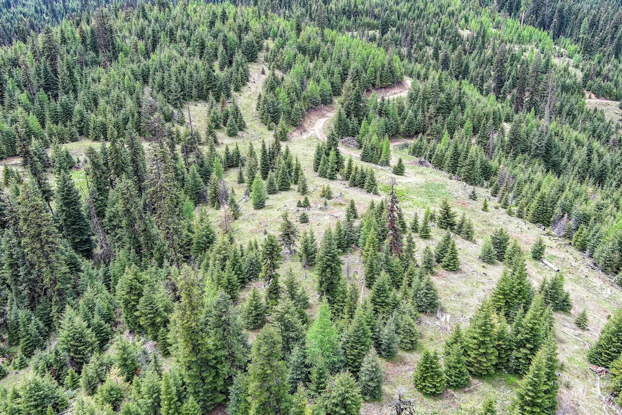 Tbd Tree Farm Trail South 40 Acres Property Photo 16