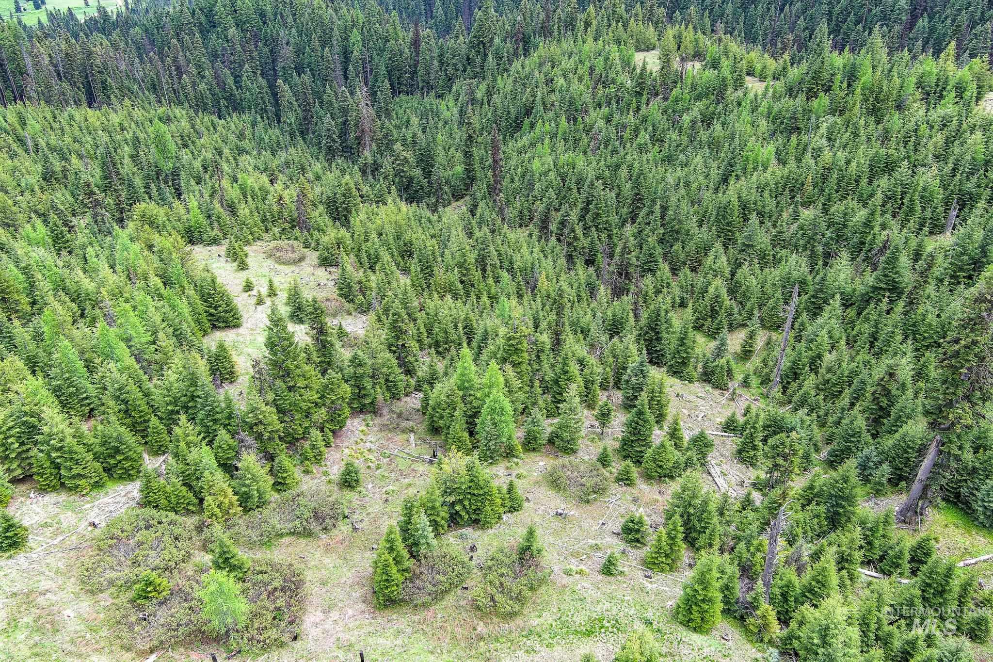 Tbd Tree Farm Trail South 40 Acres Property Photo 17