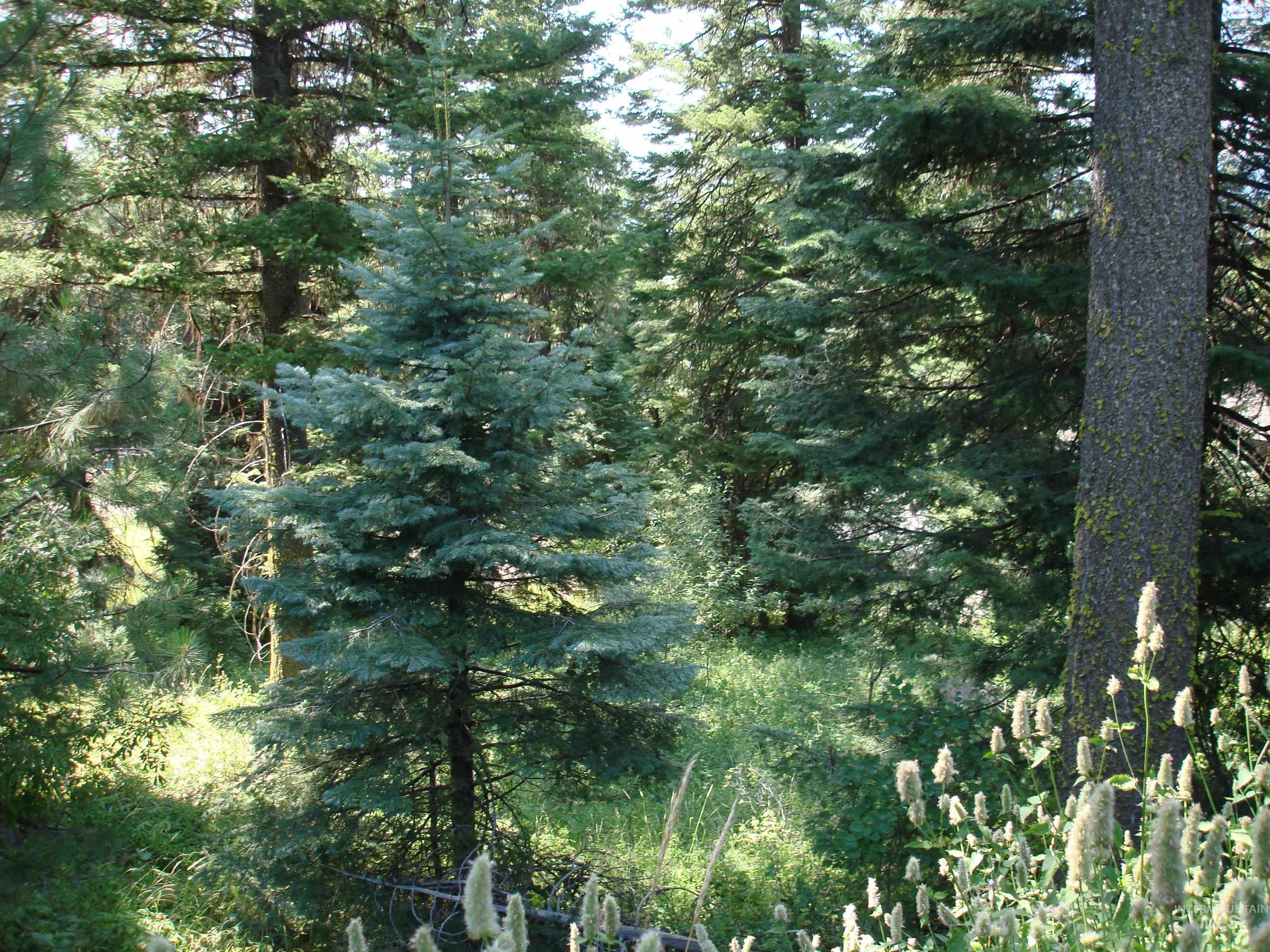 Lot 68 Aspen Ridge Lane Property Photo