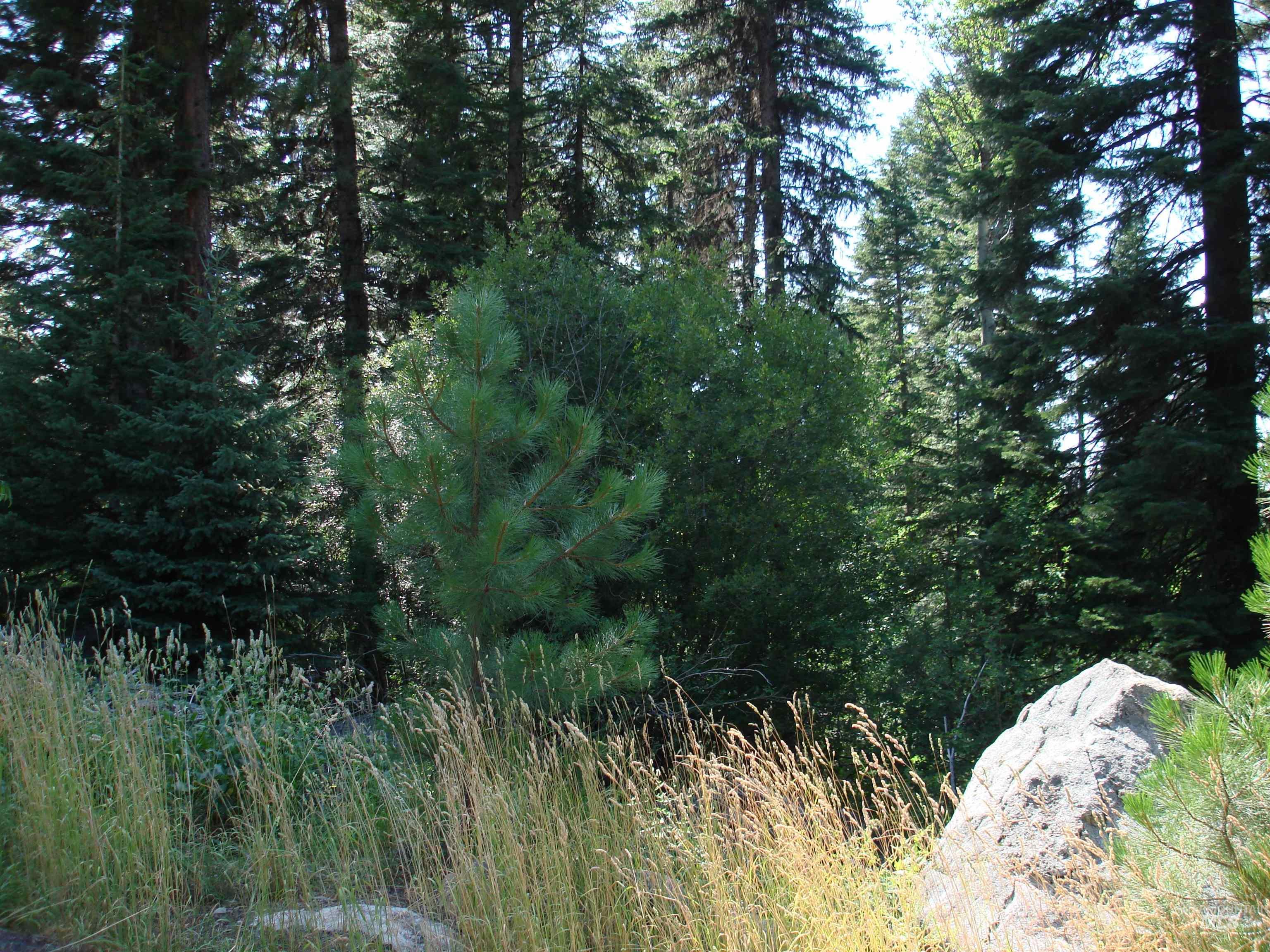 Lot 2 Majestic View Drive Property Photo 11