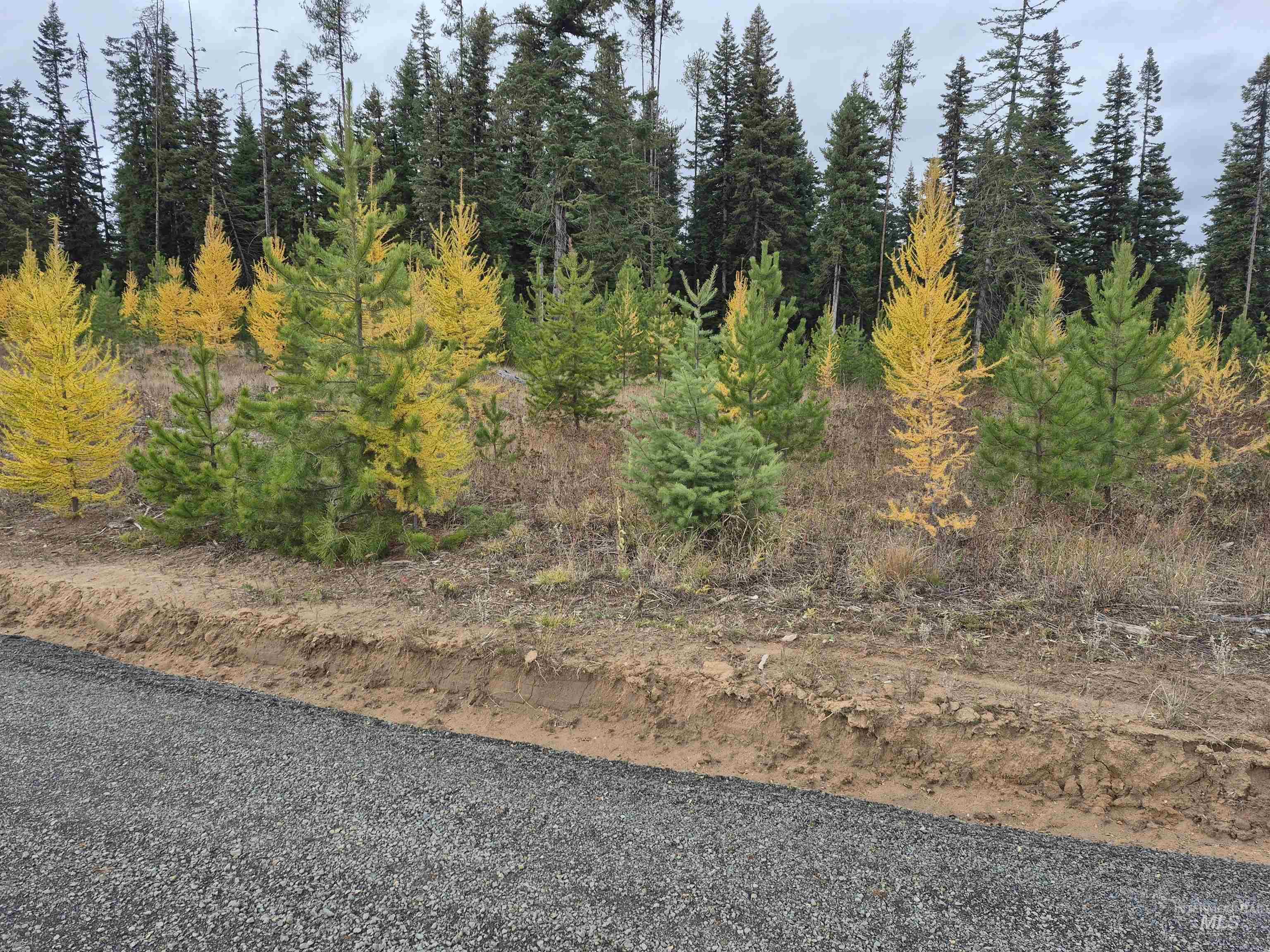 Tbd French Gulch Rd Parcel 2 & 3 Property Photo 2