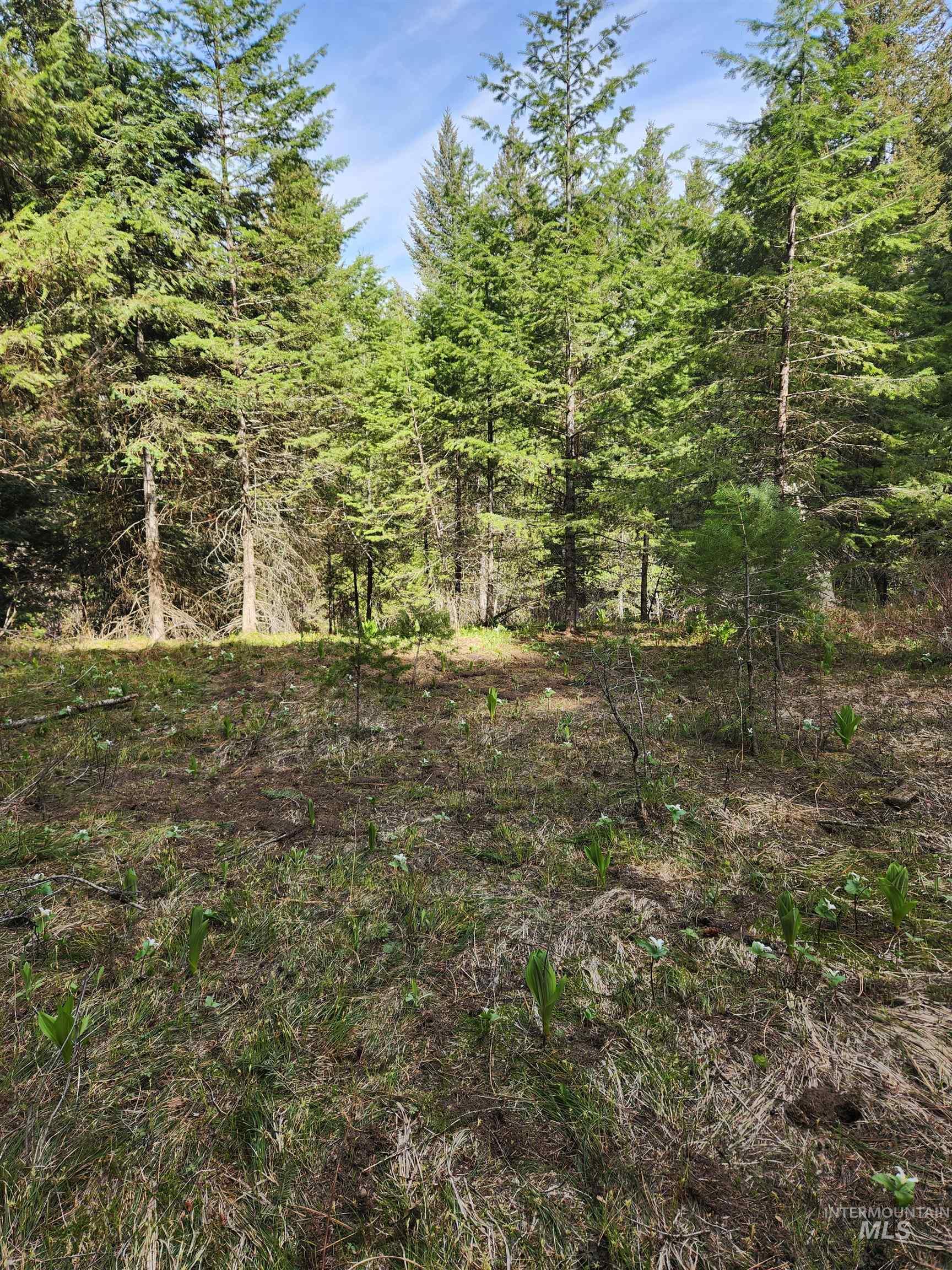 Tba Buckcamp Ln (lot 28) Property Photo 11