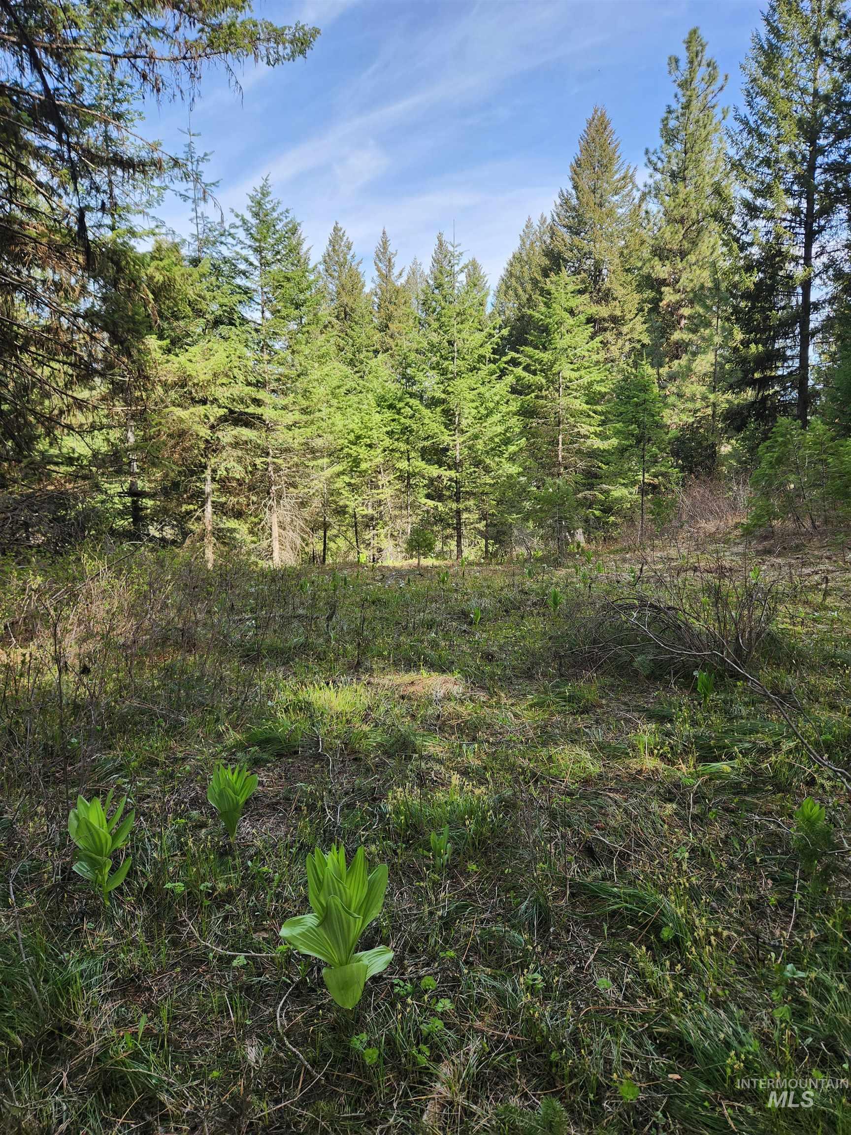 Tba Buckcamp Ln (lot 28) Property Photo 12