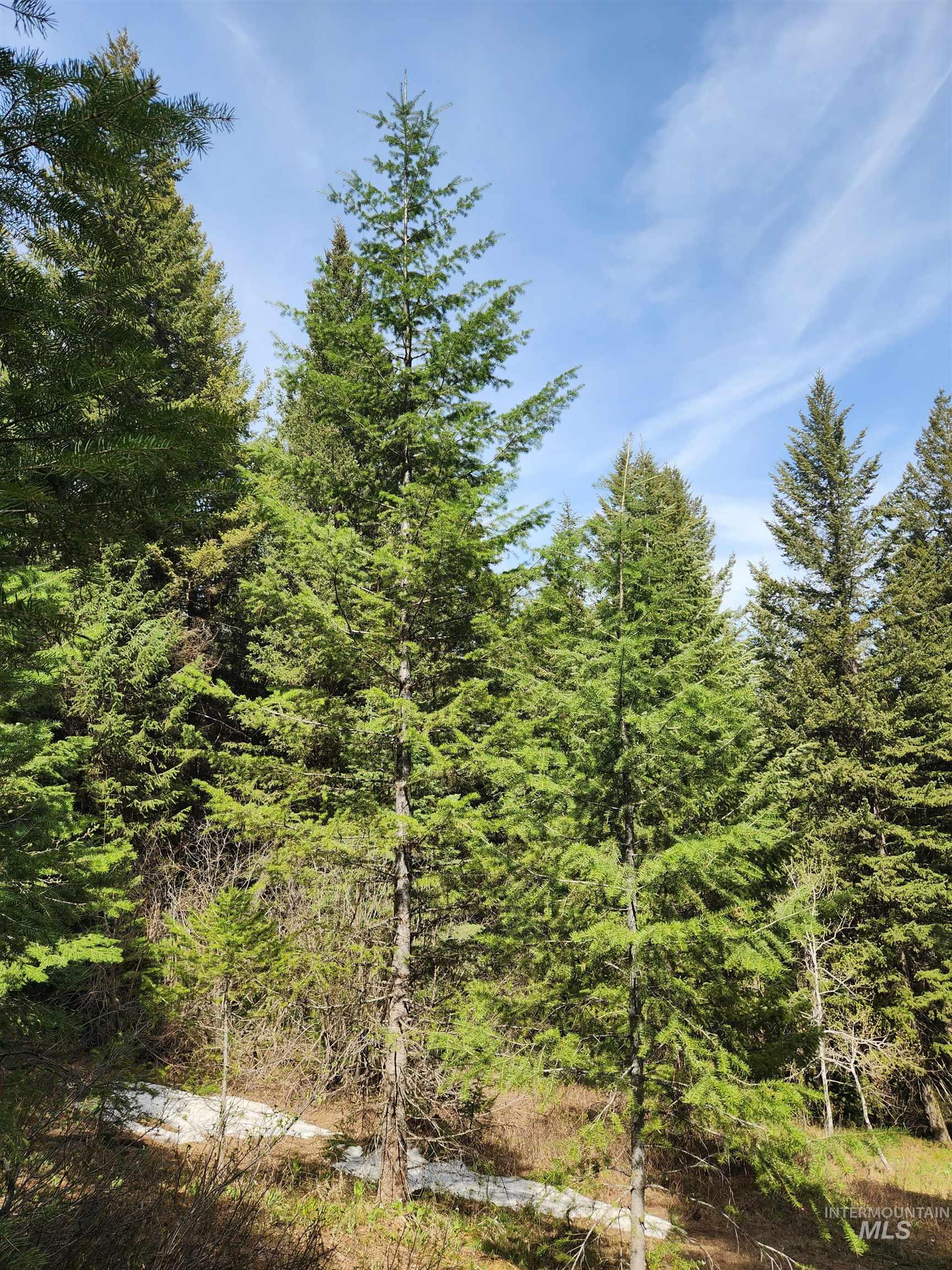 Tba Buckcamp Ln (lot 28) Property Photo 21