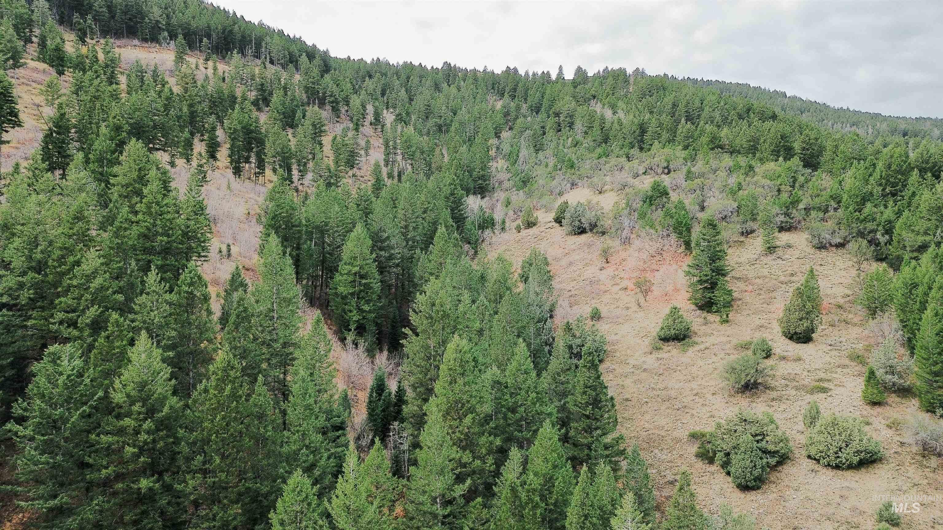 Tbd Baldy Mountain Rd Property Photo 7