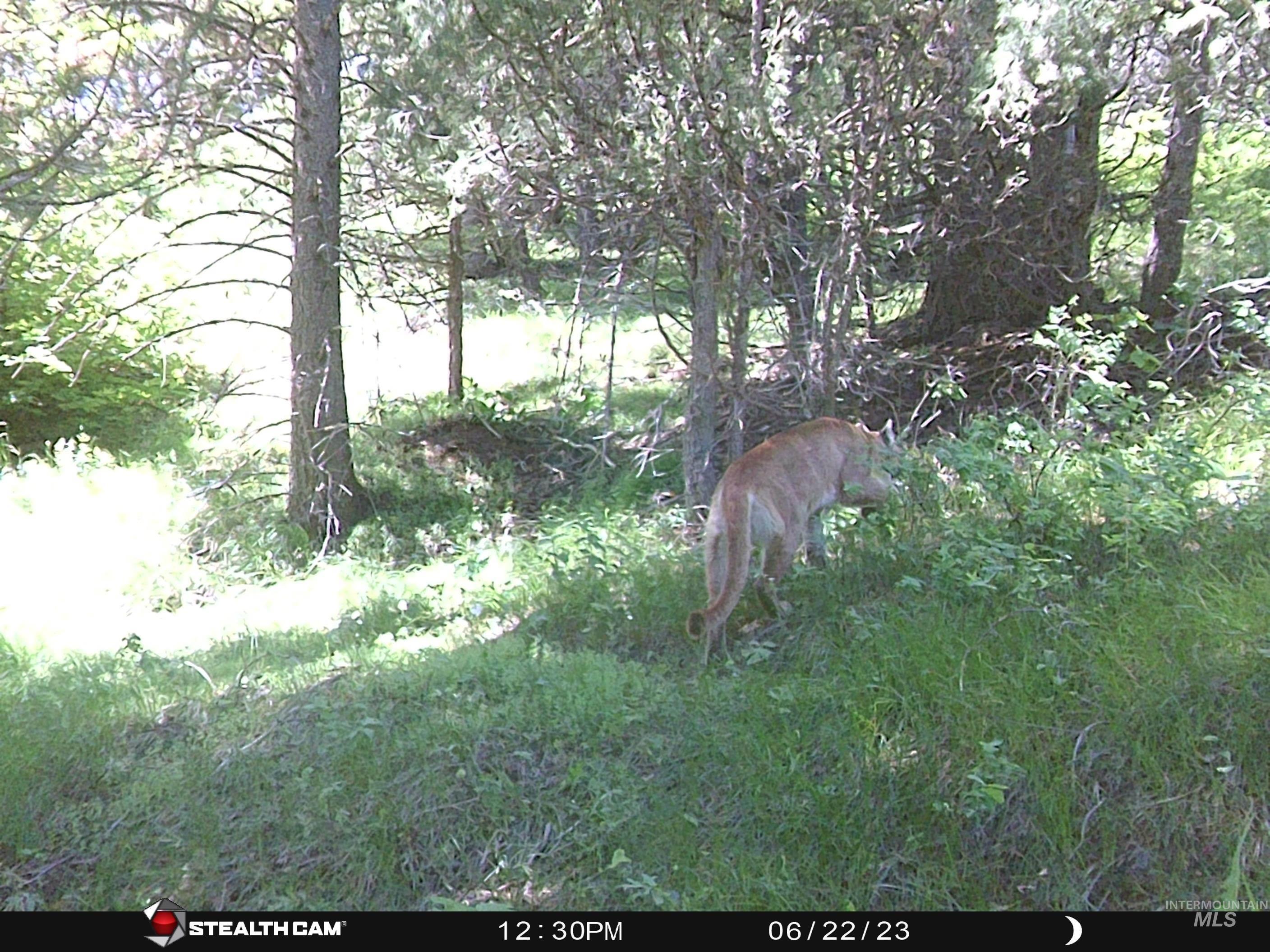 Tbd Baldy Mountain Rd Property Photo 16
