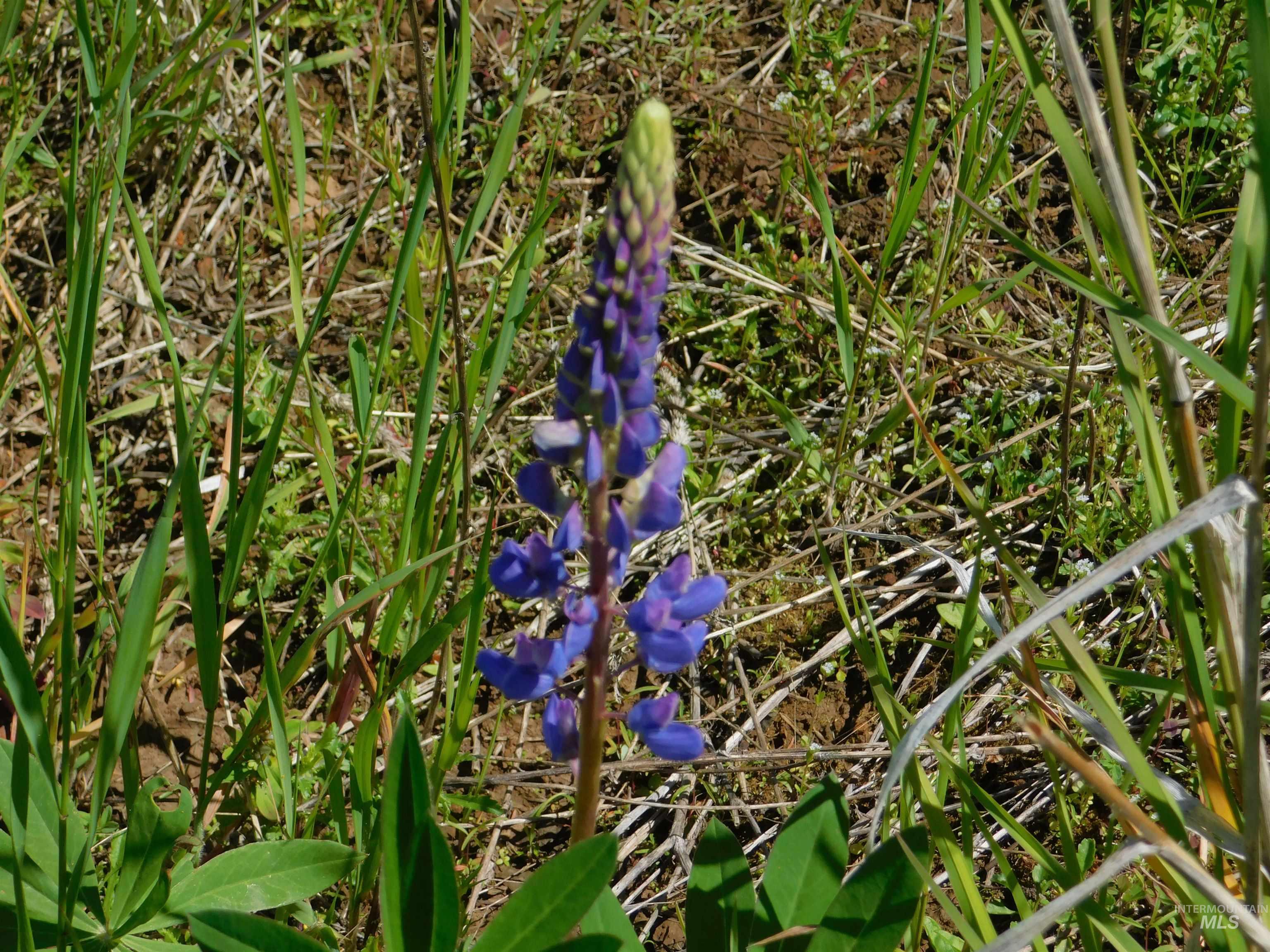 Lot 25 Shenandoah Property Photo 17