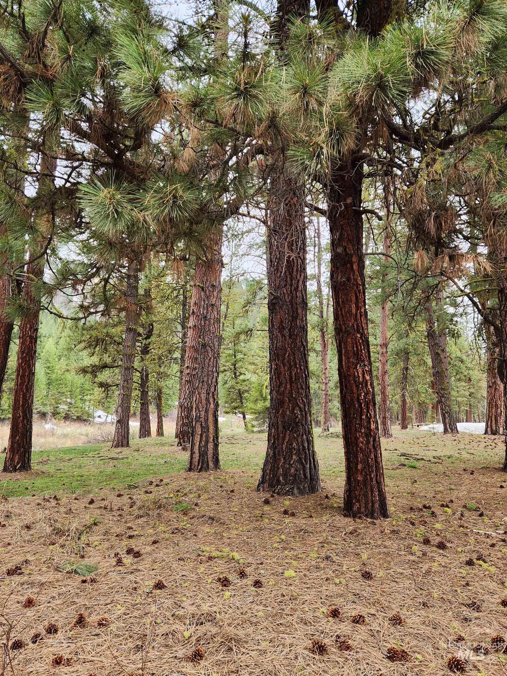 Tbd Trinity Creek Road Property Photo 1