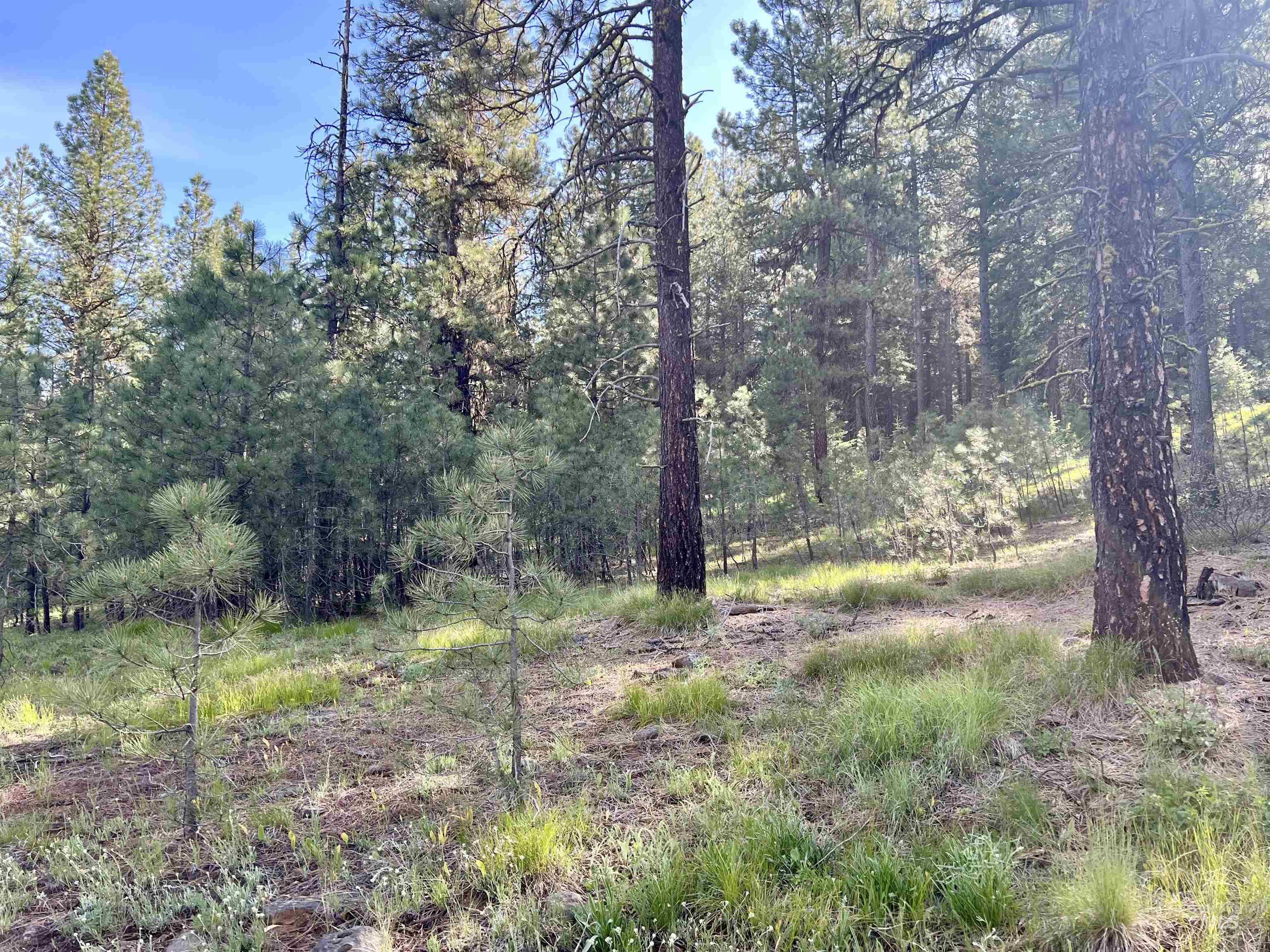 Lot 20 Meadows Rd Property Photo 3