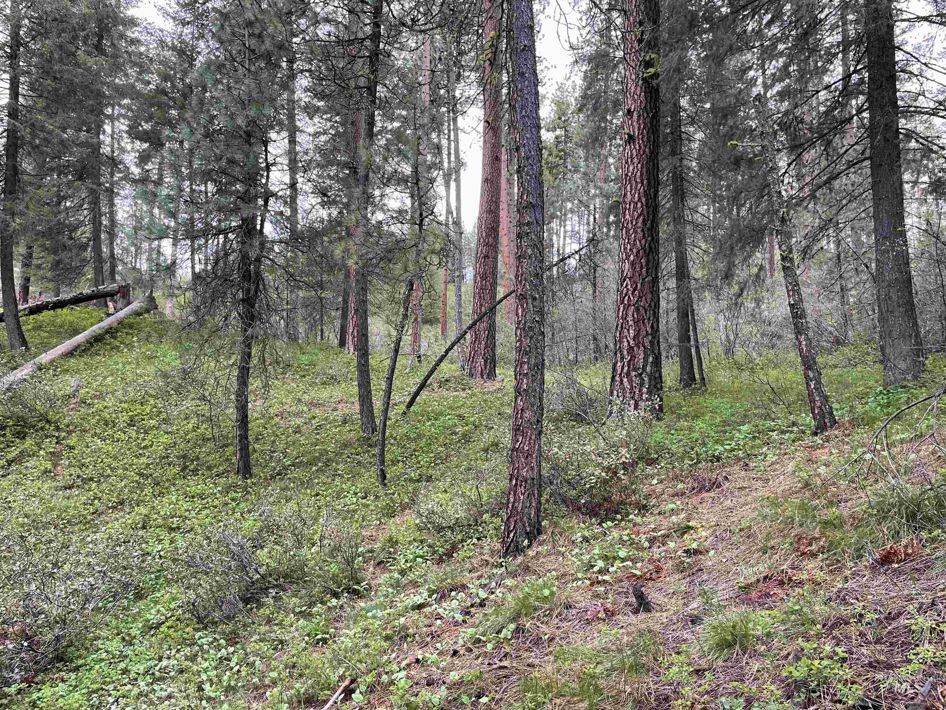 Tbd Park Ln Lot 7 & 8 Property Photo 9