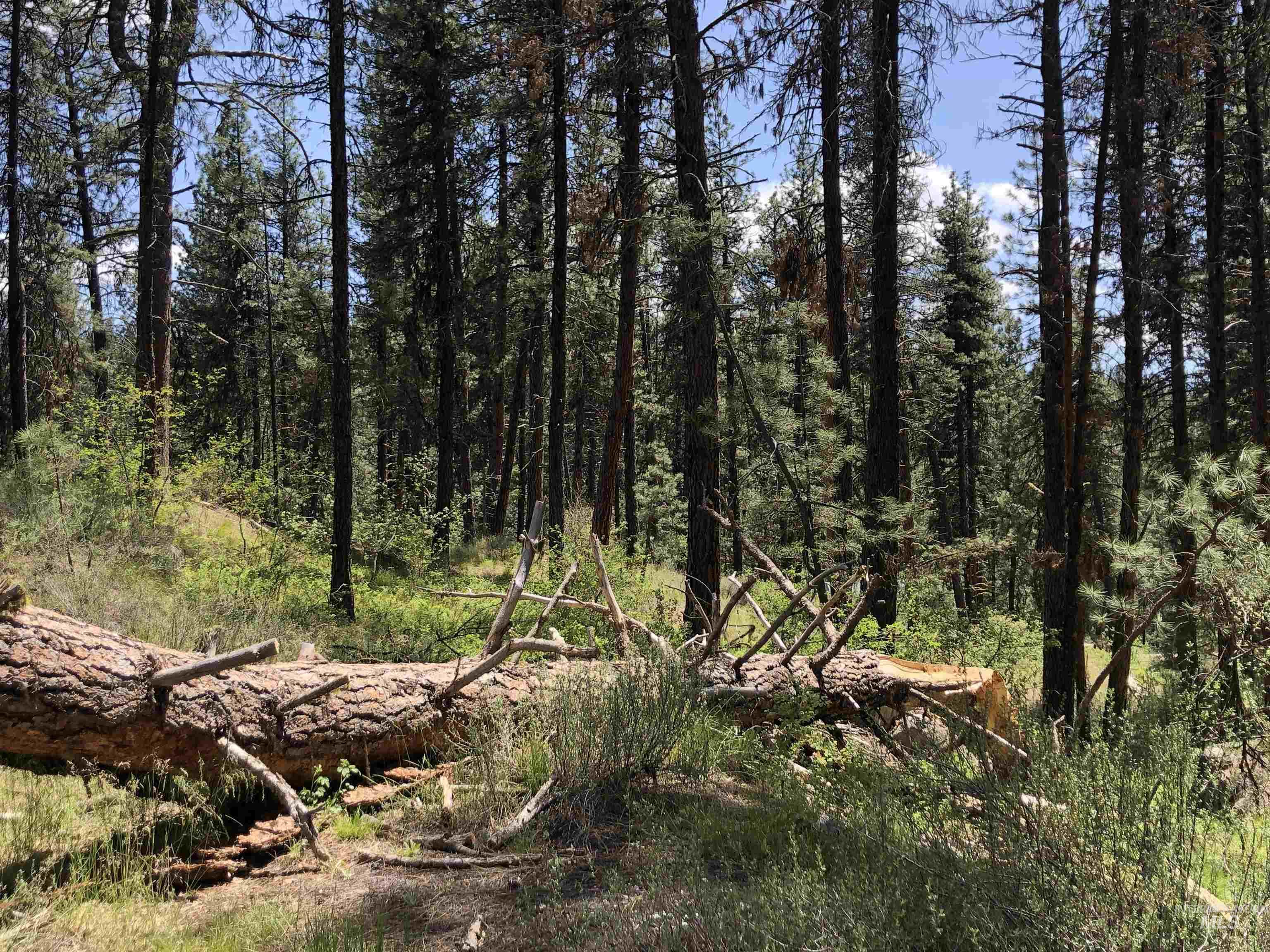 4156 Hwy 21 Property Photo 18