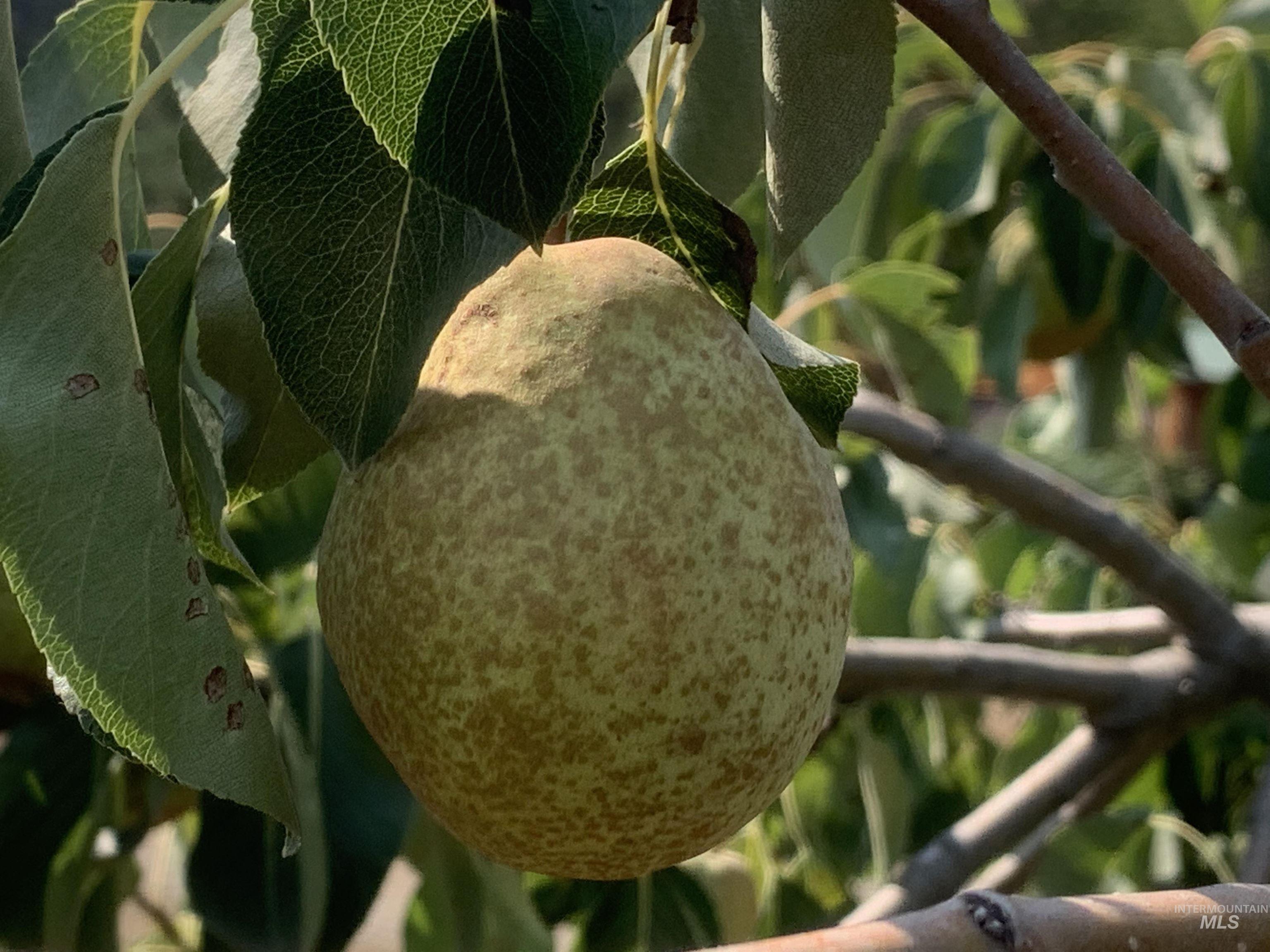 120 Three Bear Lane Property Photo 34