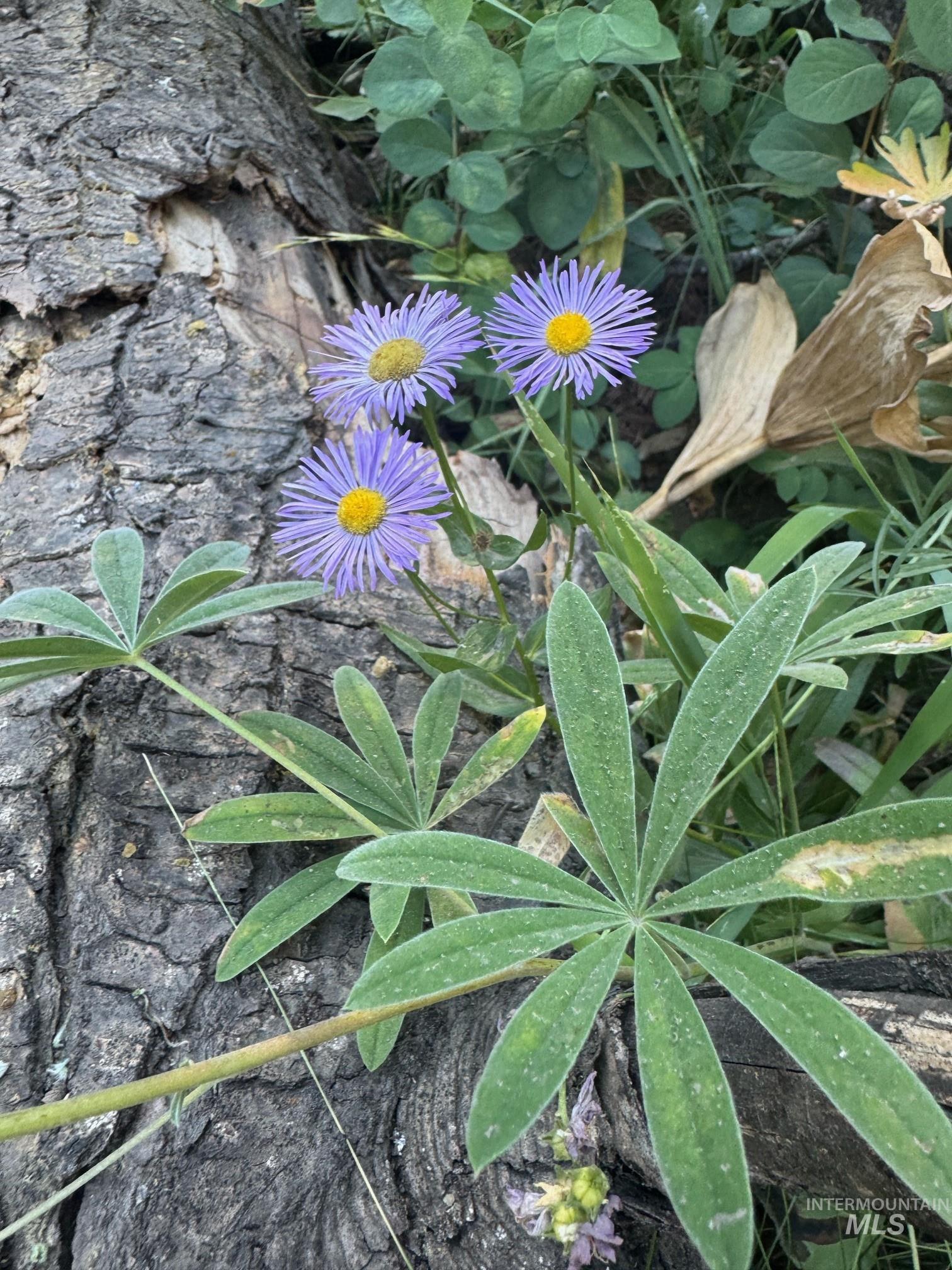 1705 W Mountain Rd Property Photo 12