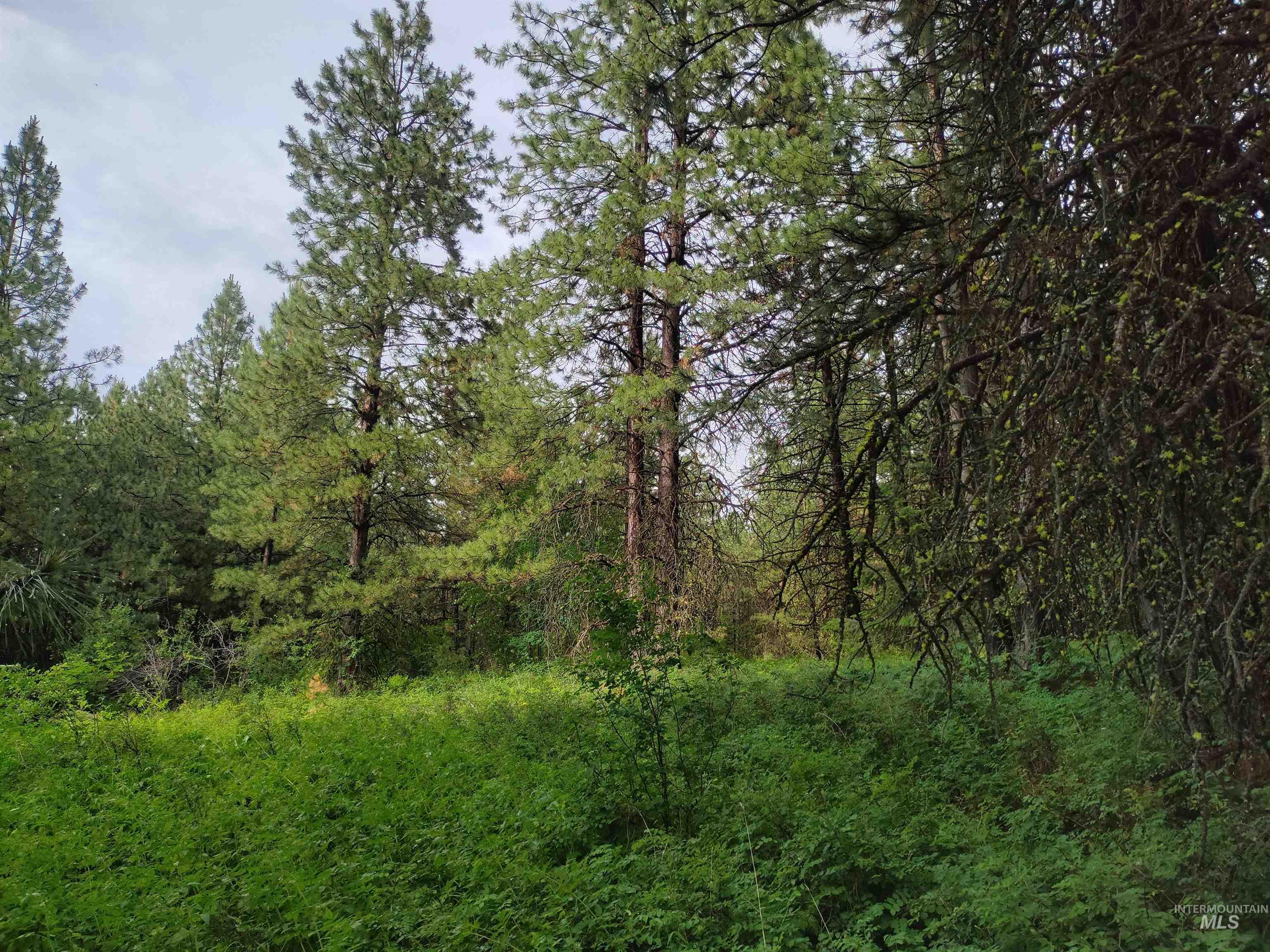 Nna 8 Ac Jackpine Property Photo 9
