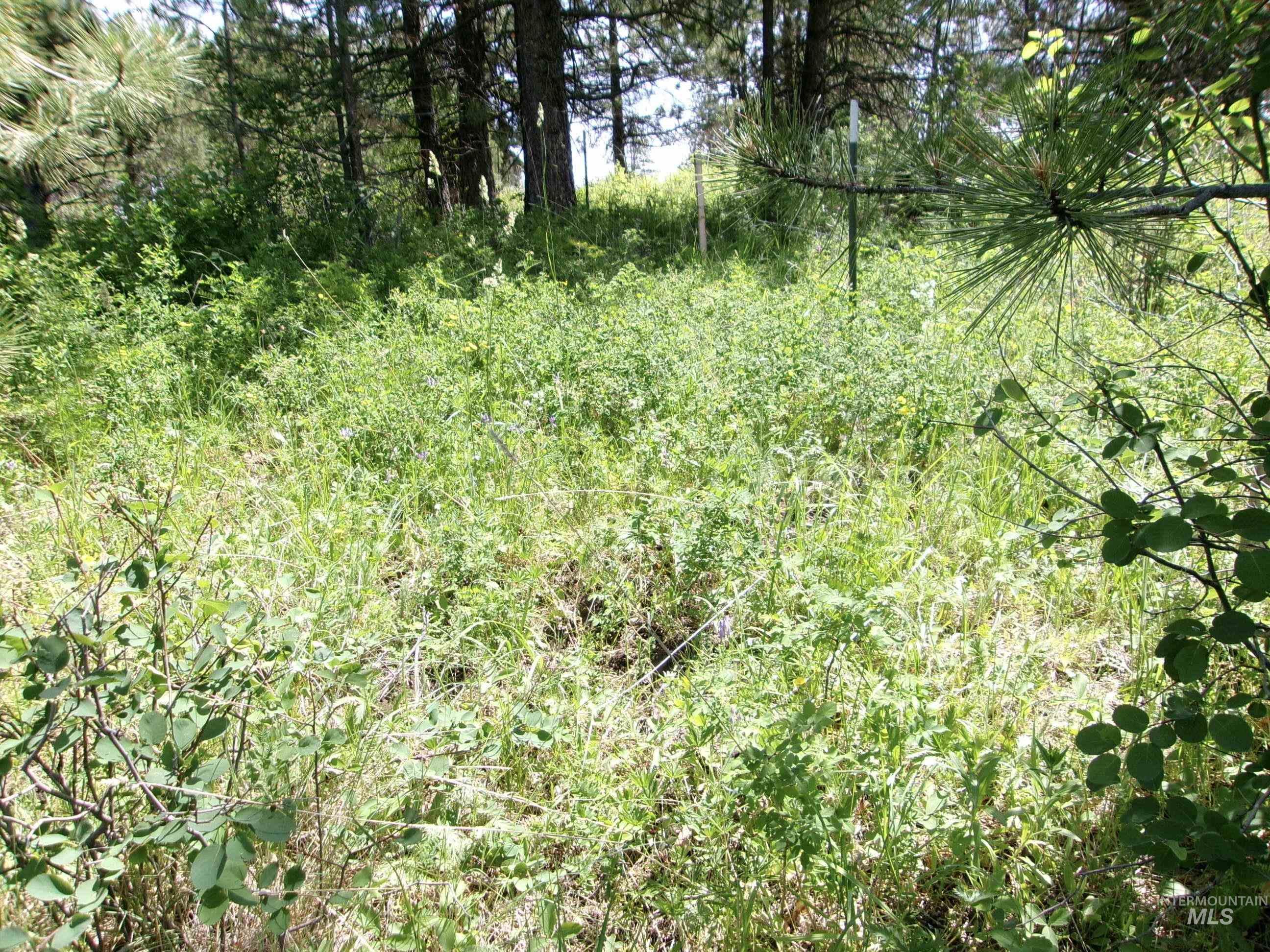 Nna 8 Ac Jackpine Property Photo 13