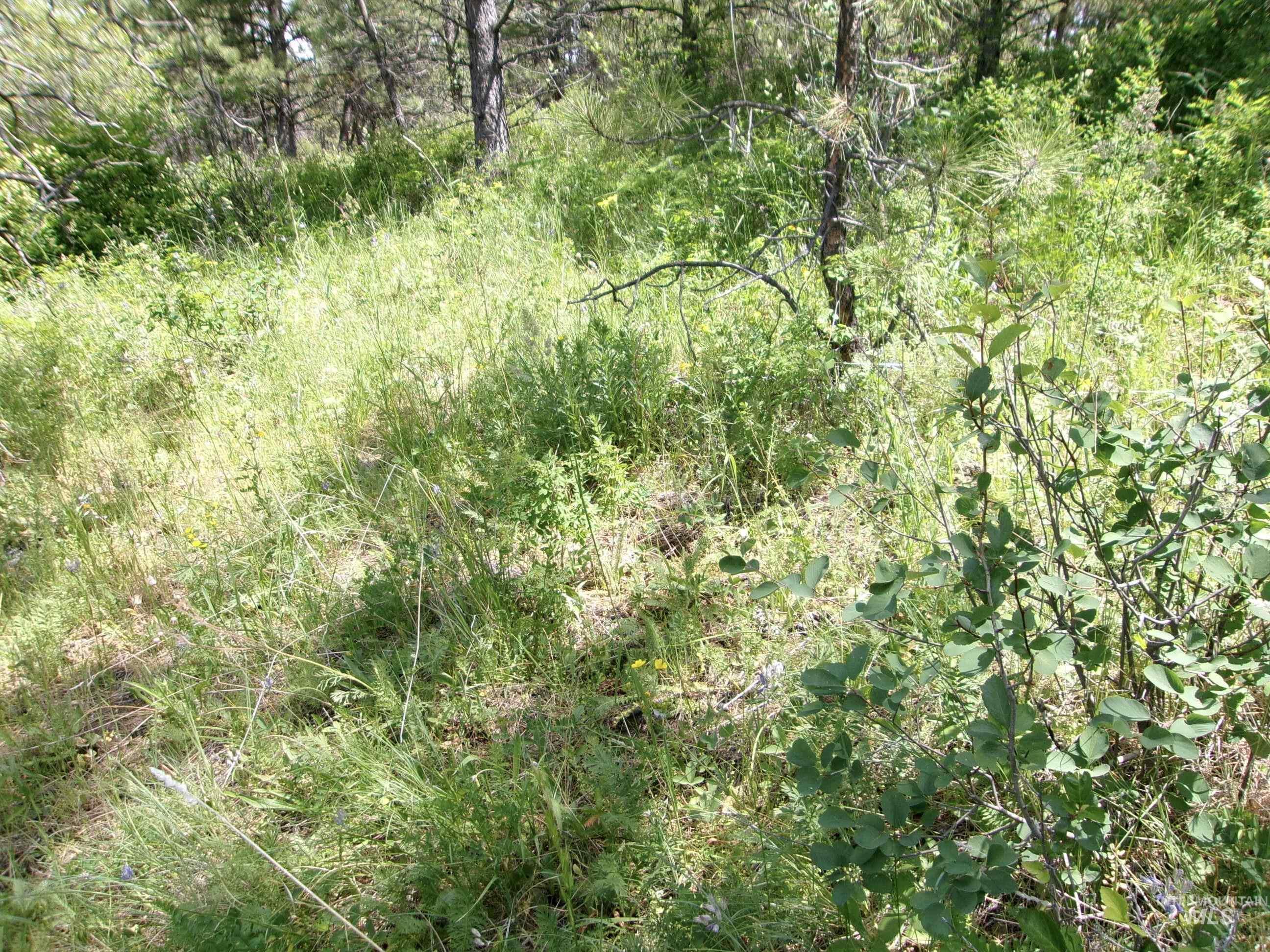 Nna 8 Ac Jackpine Property Photo 14