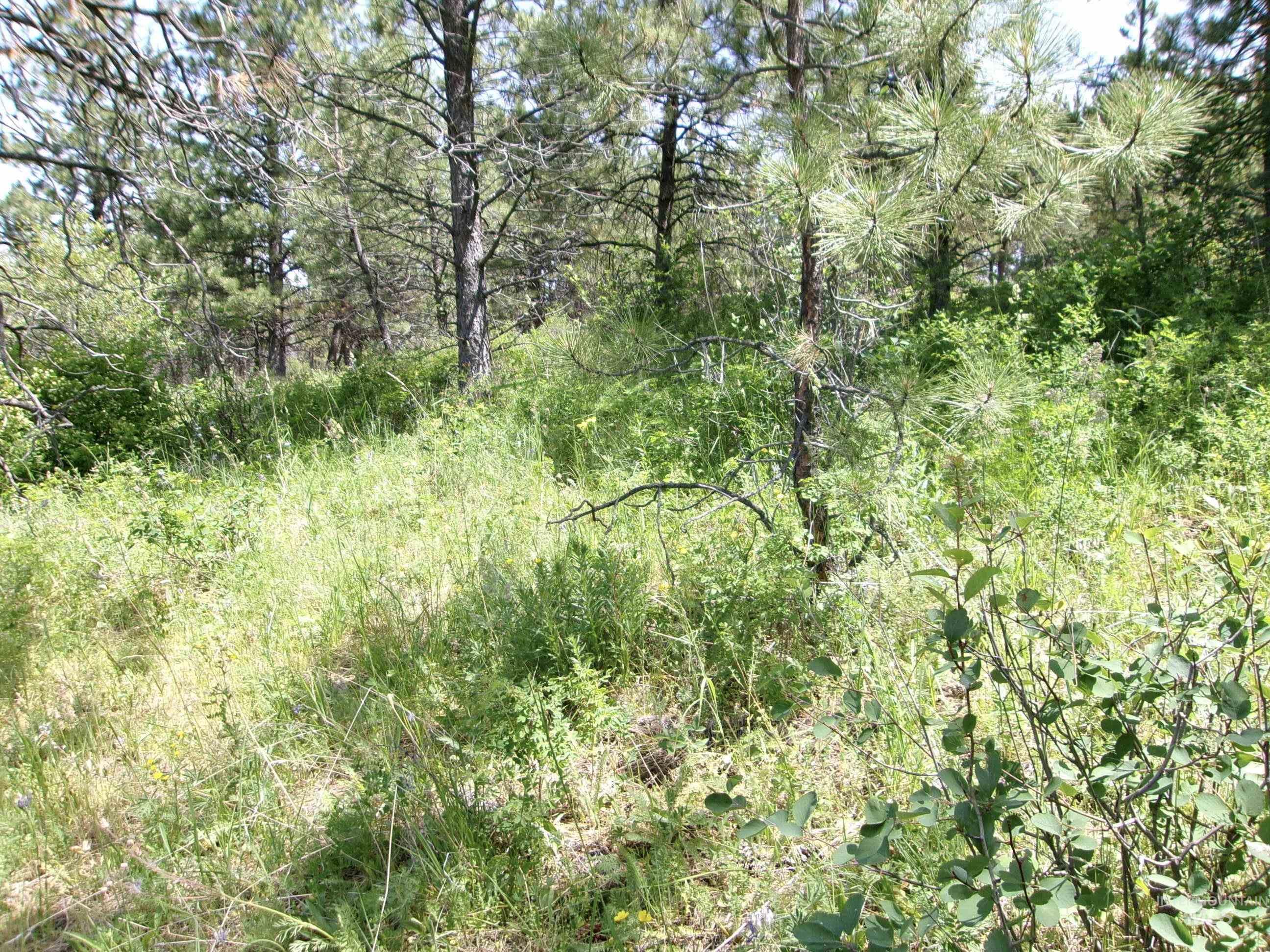 Nna 8 Ac Jackpine Property Photo 15