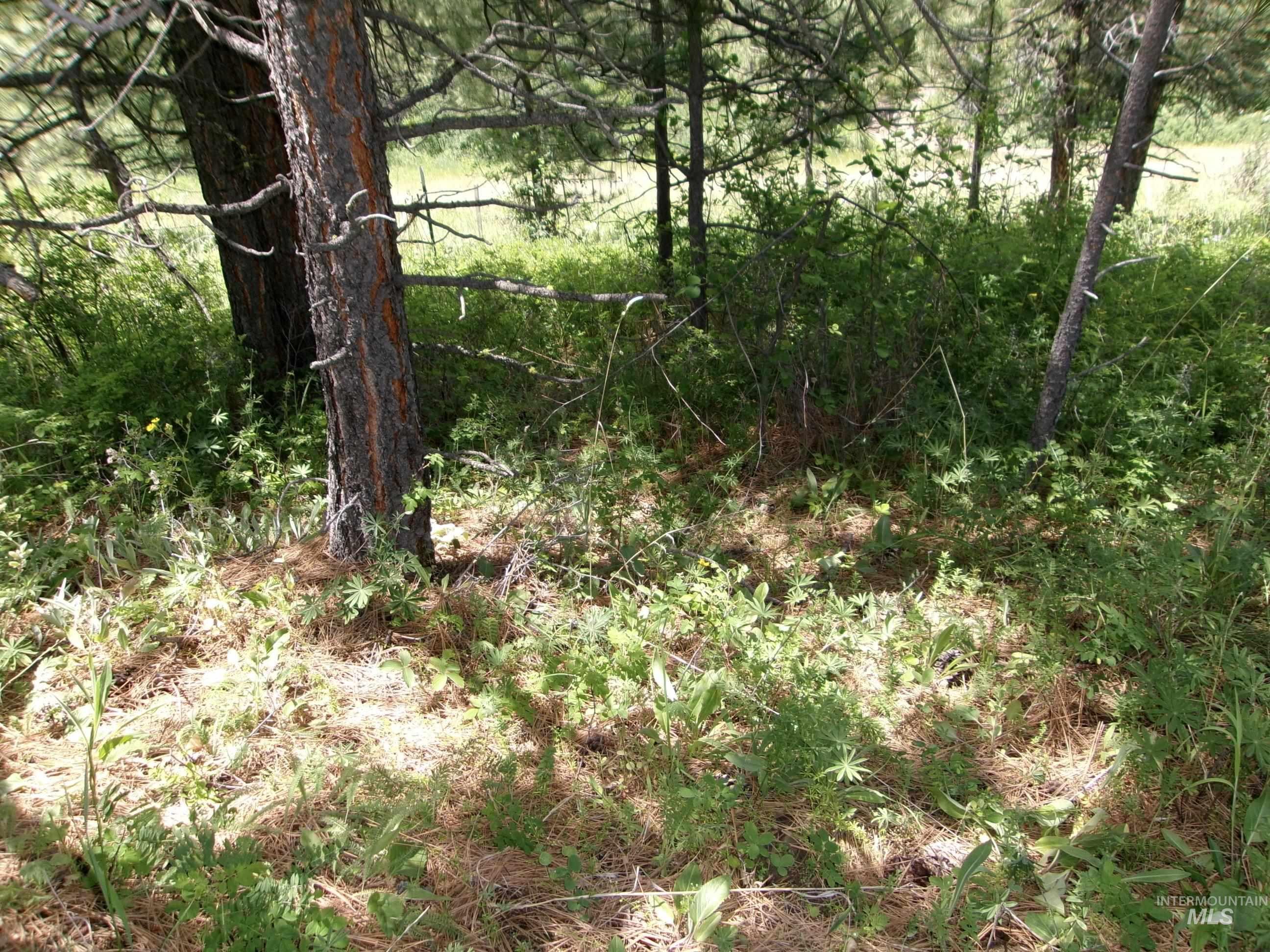 Nna 8 Ac Jackpine Property Photo 16