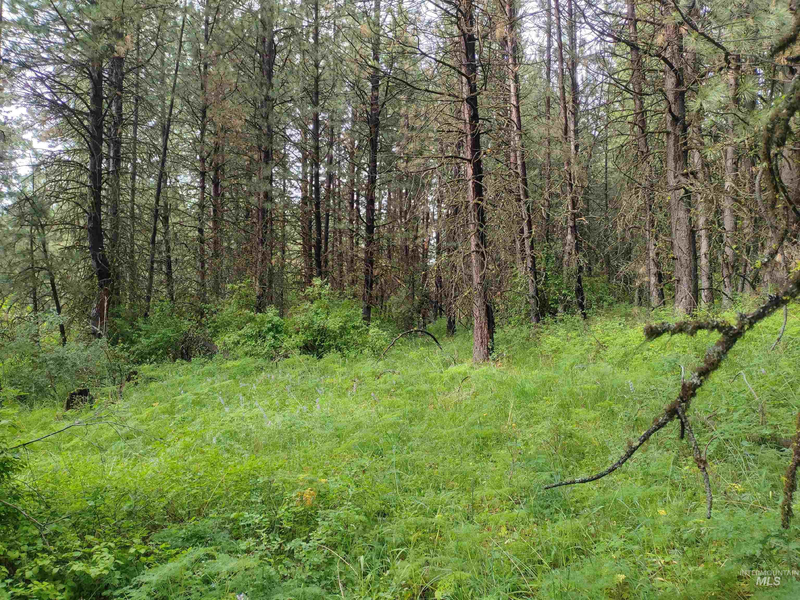 Nna 8 Ac Jackpine Property Photo 17