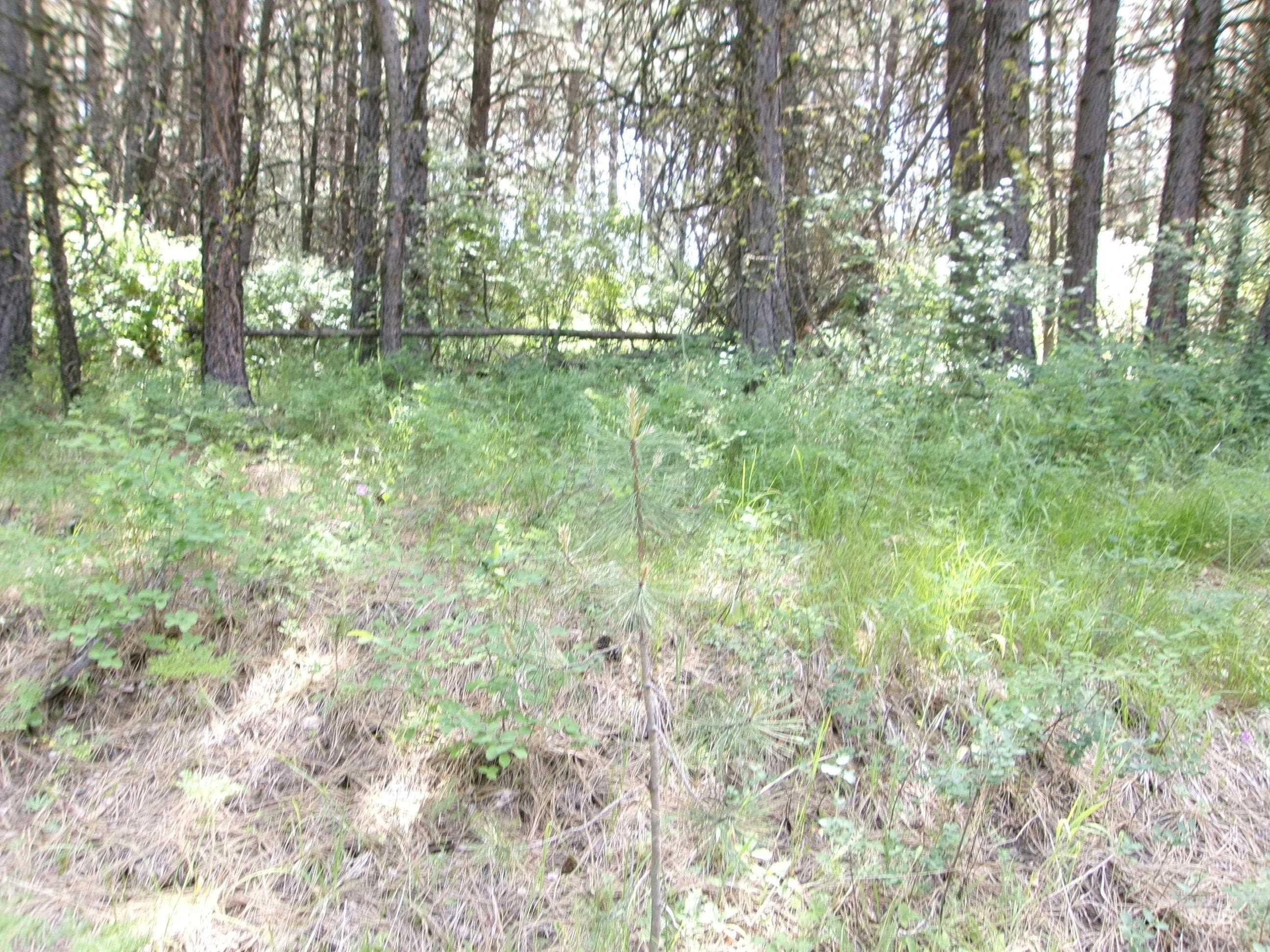 Nna 8 Ac Jackpine Property Photo 26