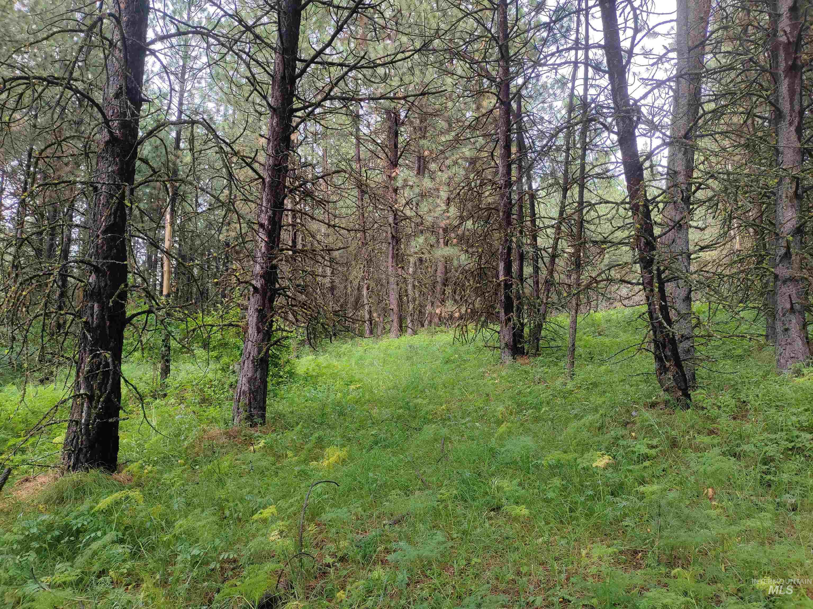 Nna 8 Ac Jackpine Property Photo 27