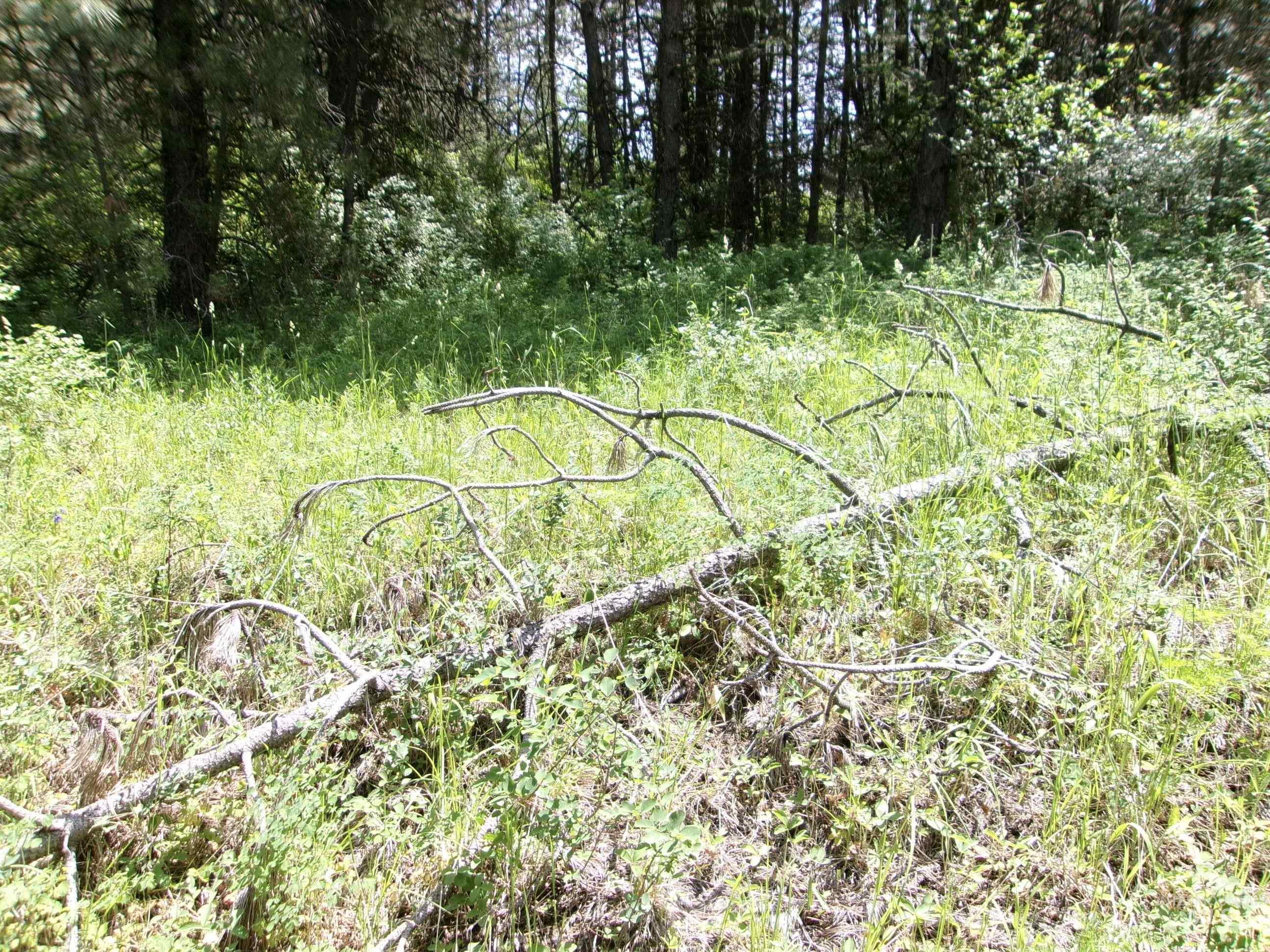 Nna 8 Ac Jackpine Property Photo 30