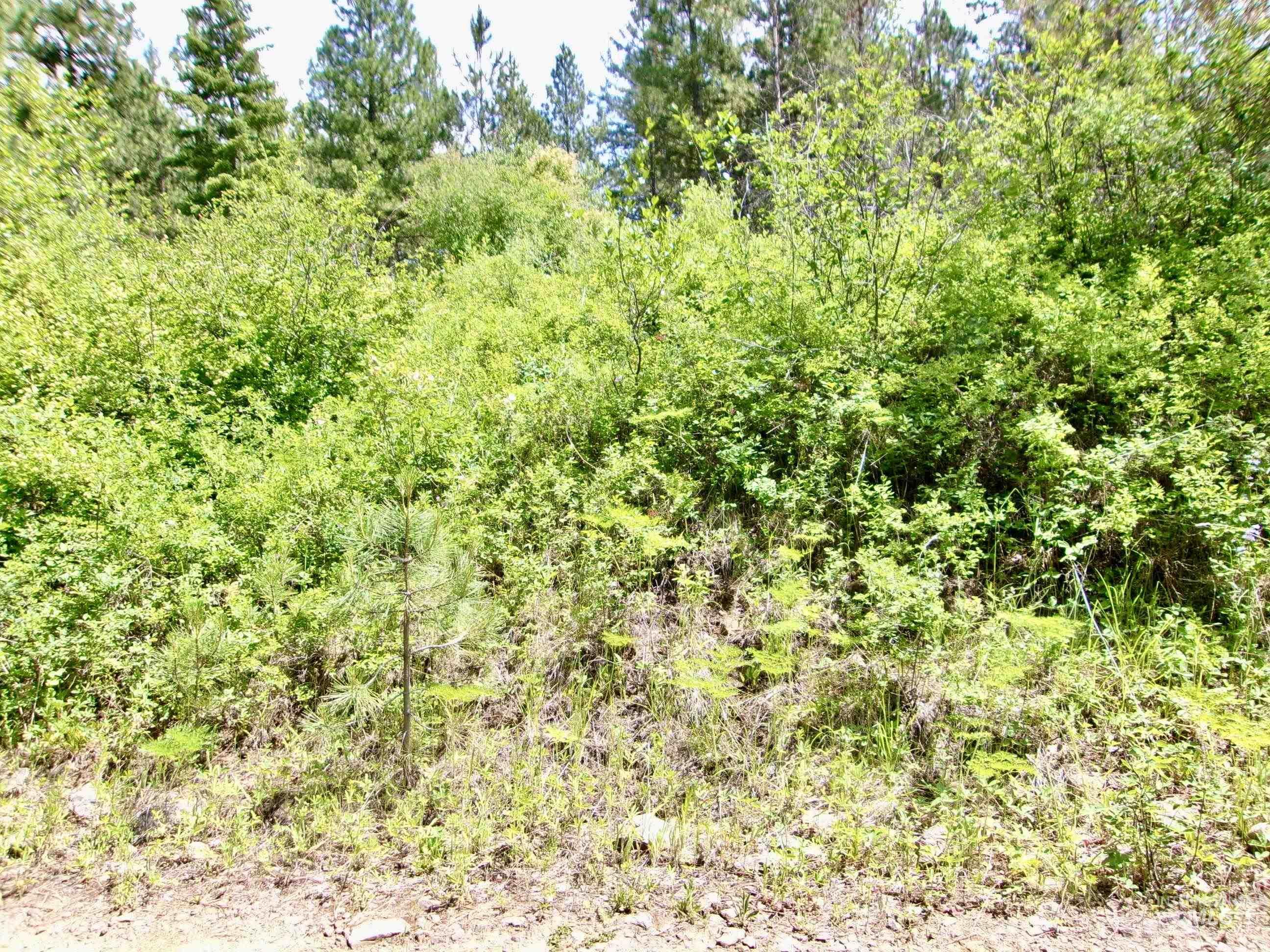 Nna 8 Ac Jackpine Property Photo 36