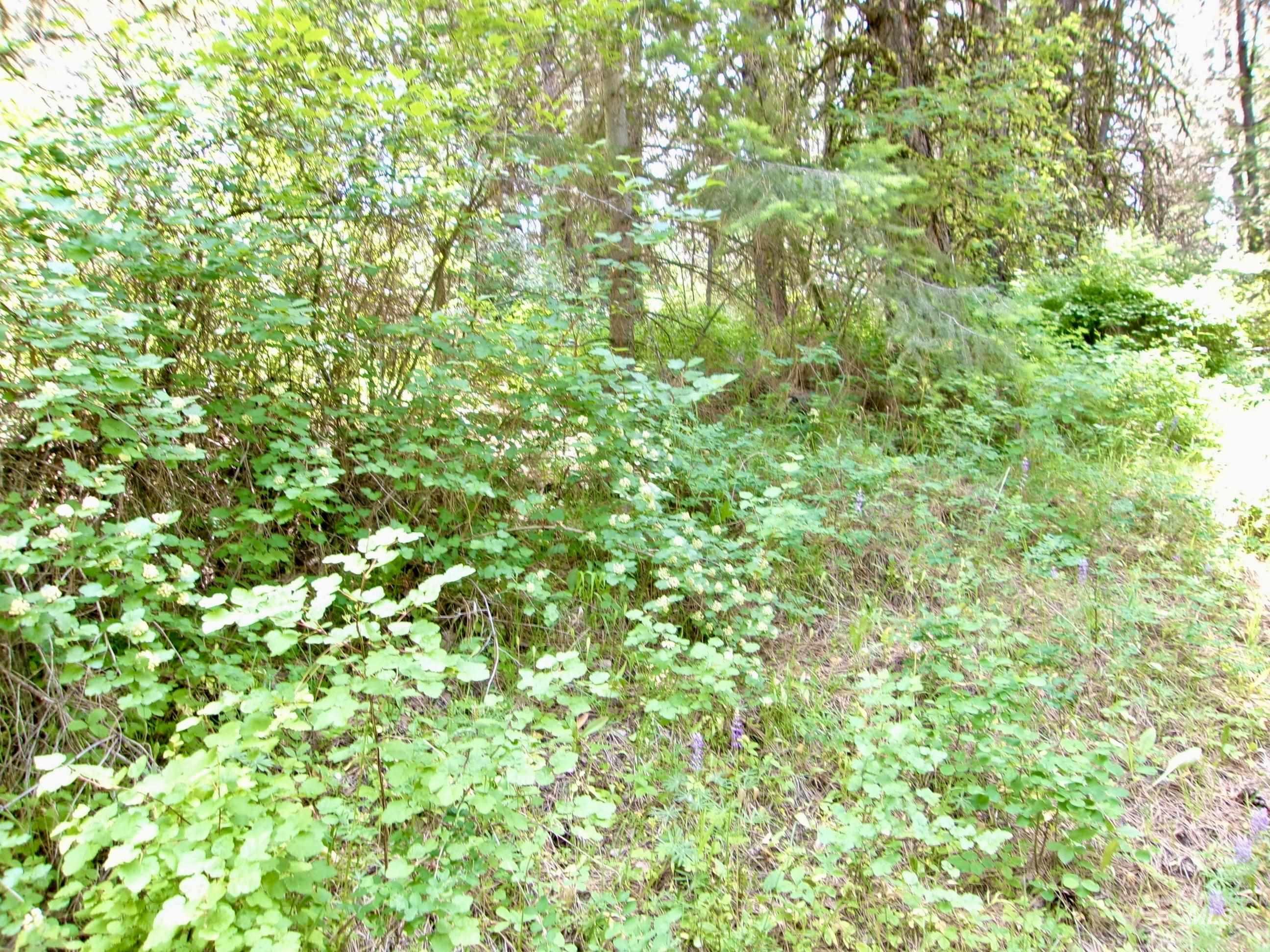 Nna 8 Ac Jackpine Property Photo 46