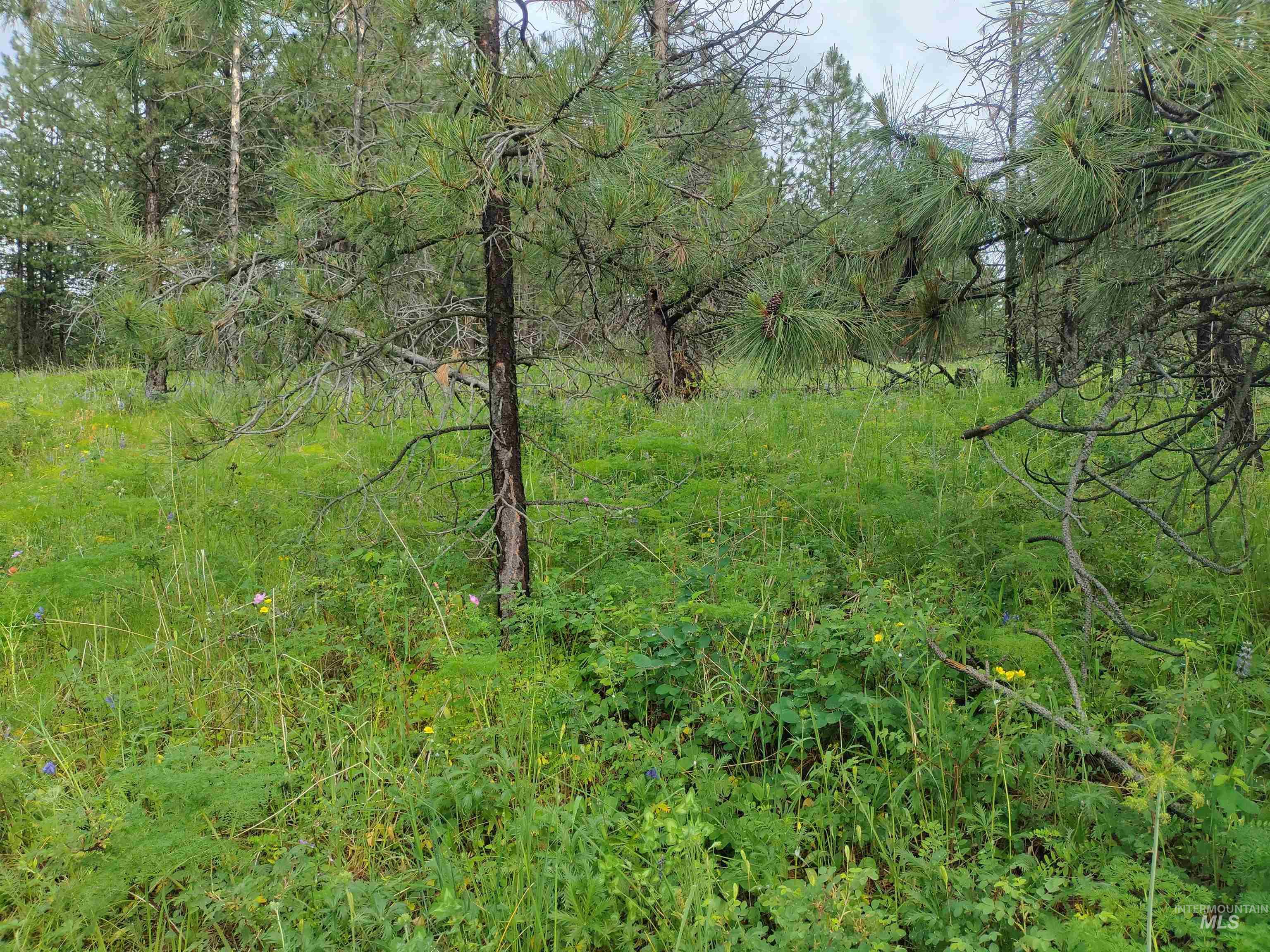 Nna 8 Ac Jackpine Property Photo 48