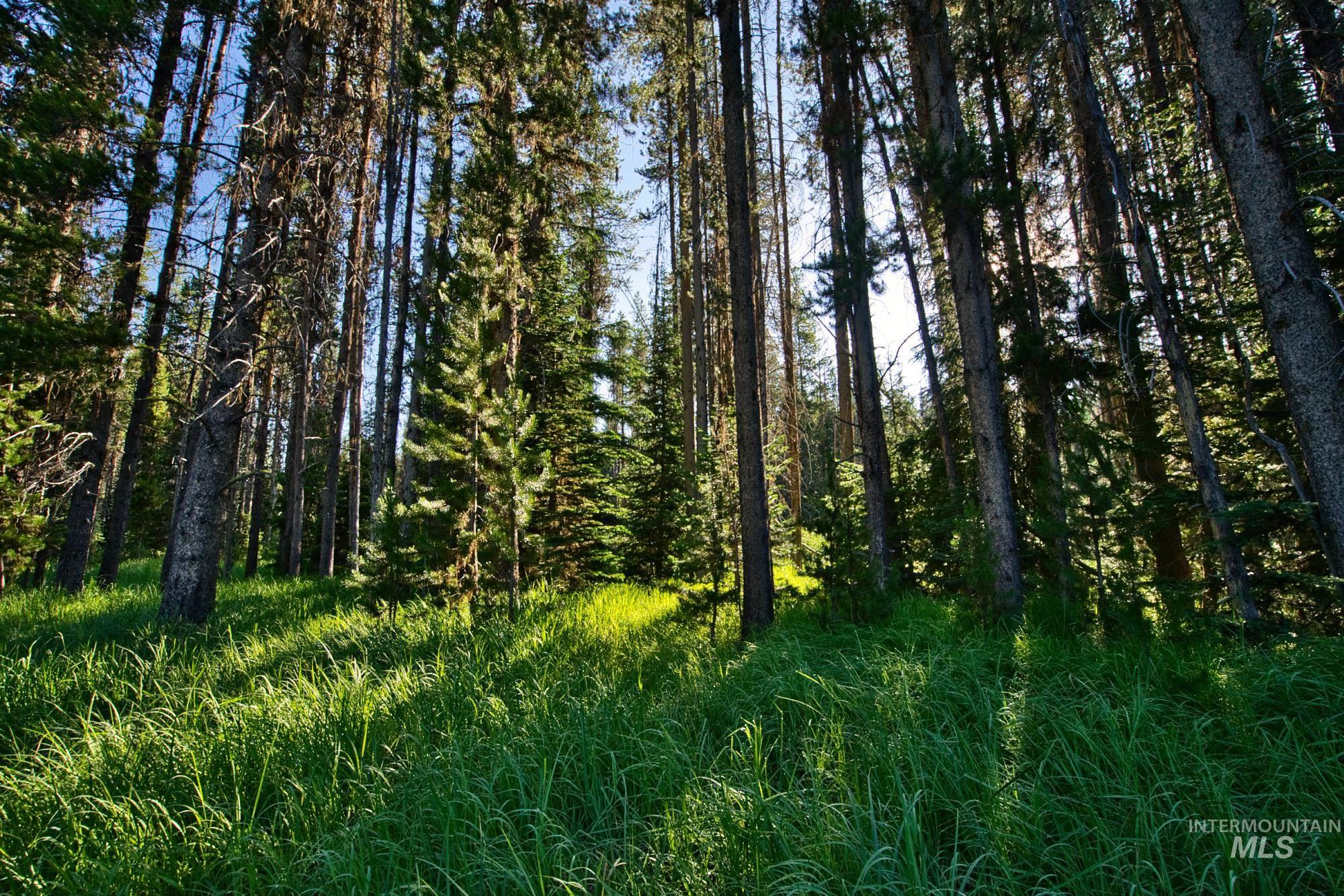 Tbd Secesh River Rd. Property Photo 20