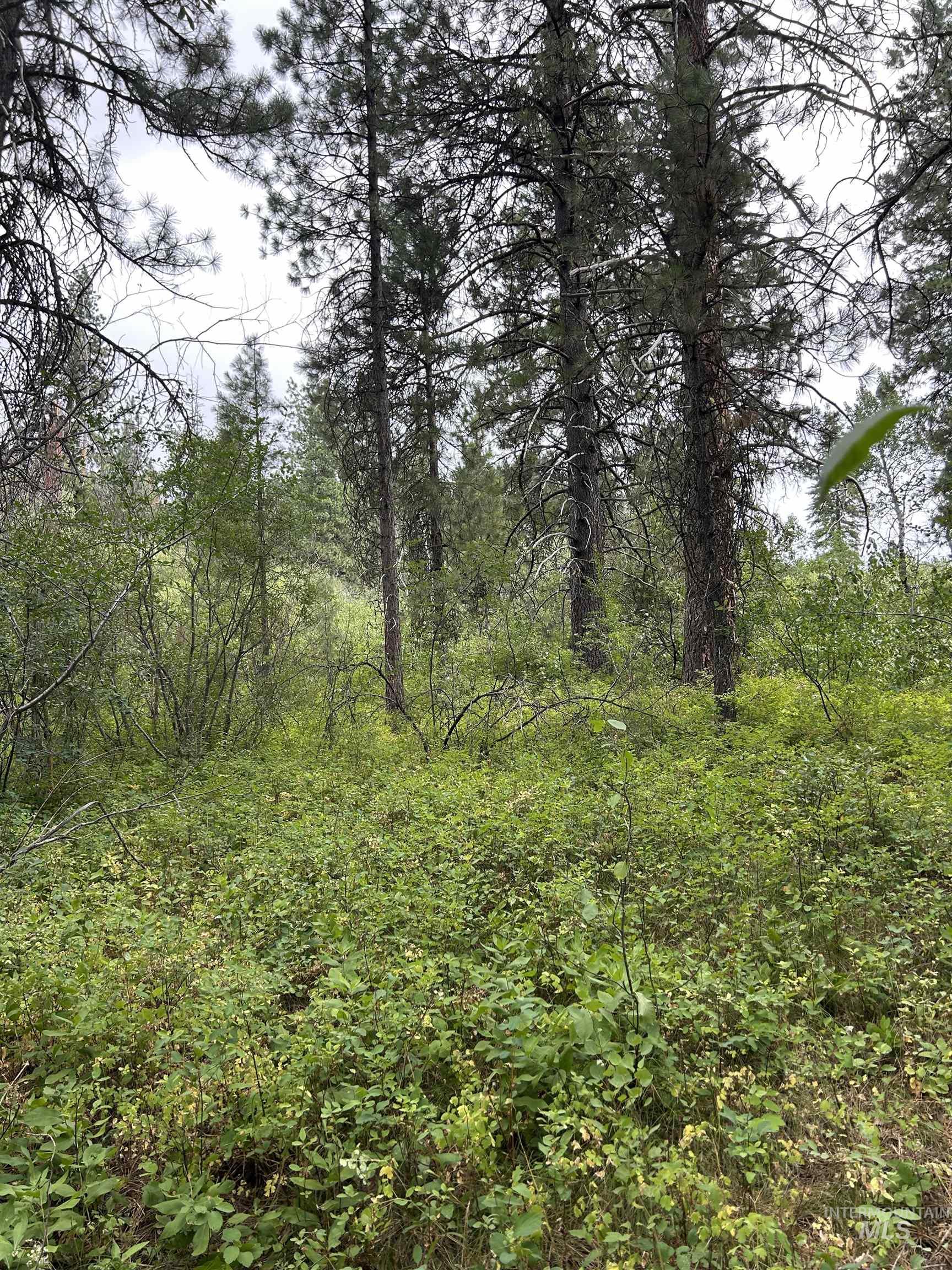 Lot 165 Johnson Creek Property Photo 6