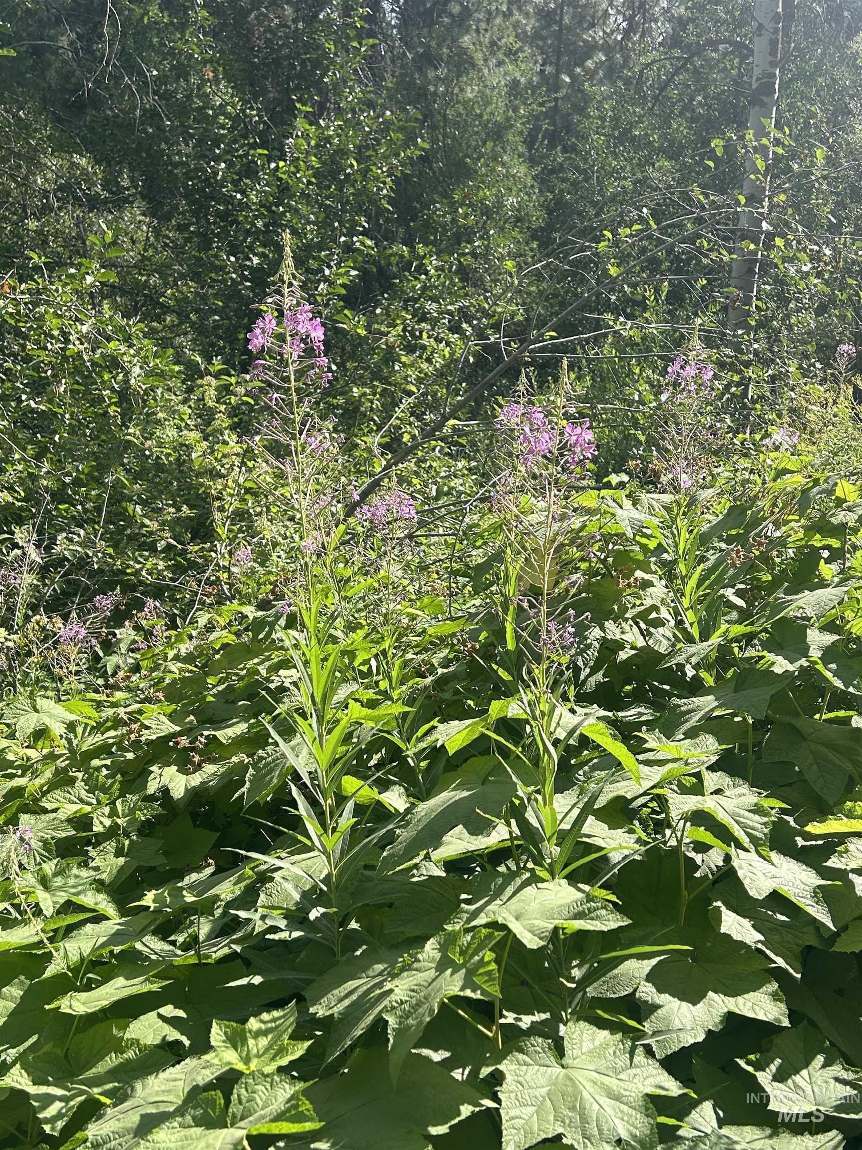 Lot 165 Johnson Creek Property Photo 11