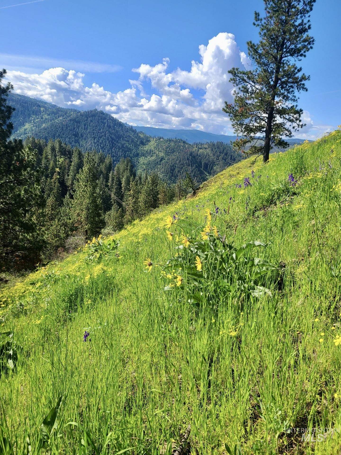 929 Mt. Idaho Grade Rd Property Photo 46