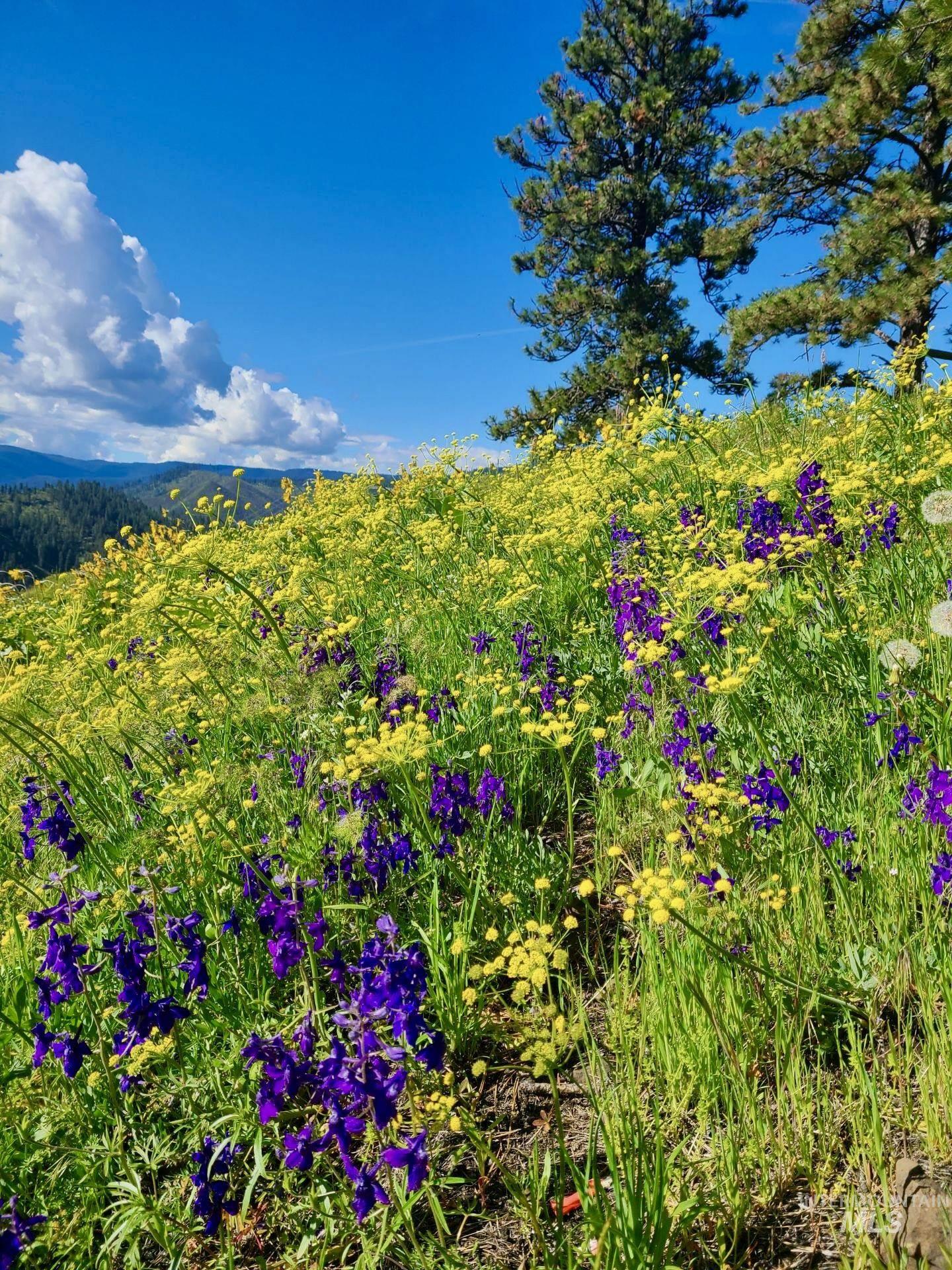 929 Mt. Idaho Grade Rd Property Photo 47