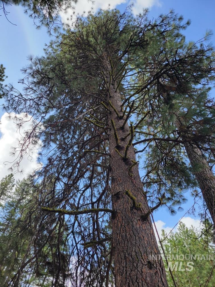 Tbd Peaceful Pines Rd Lot 13 Property Photo 12
