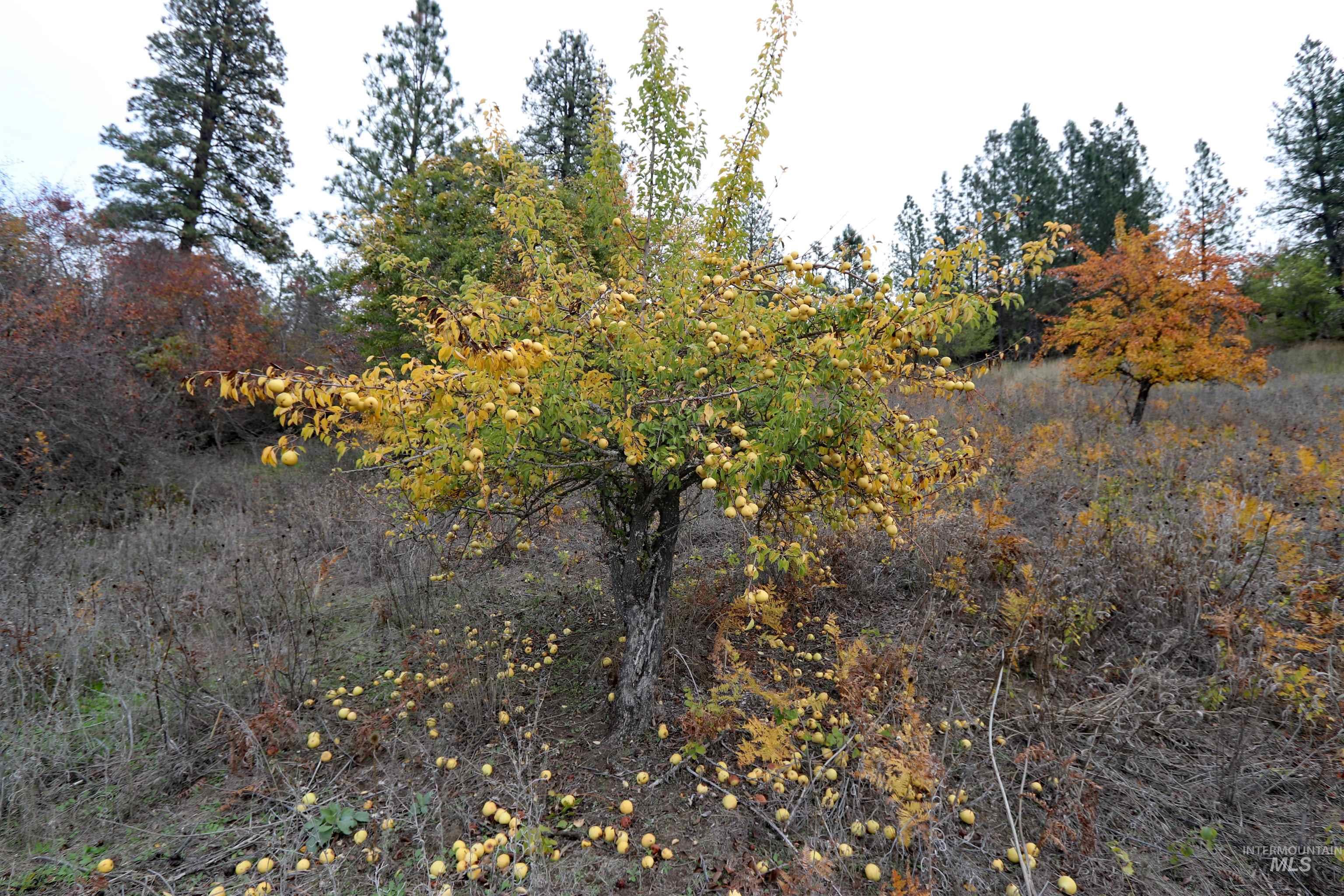 19975 Orchard Lane Property Photo 32