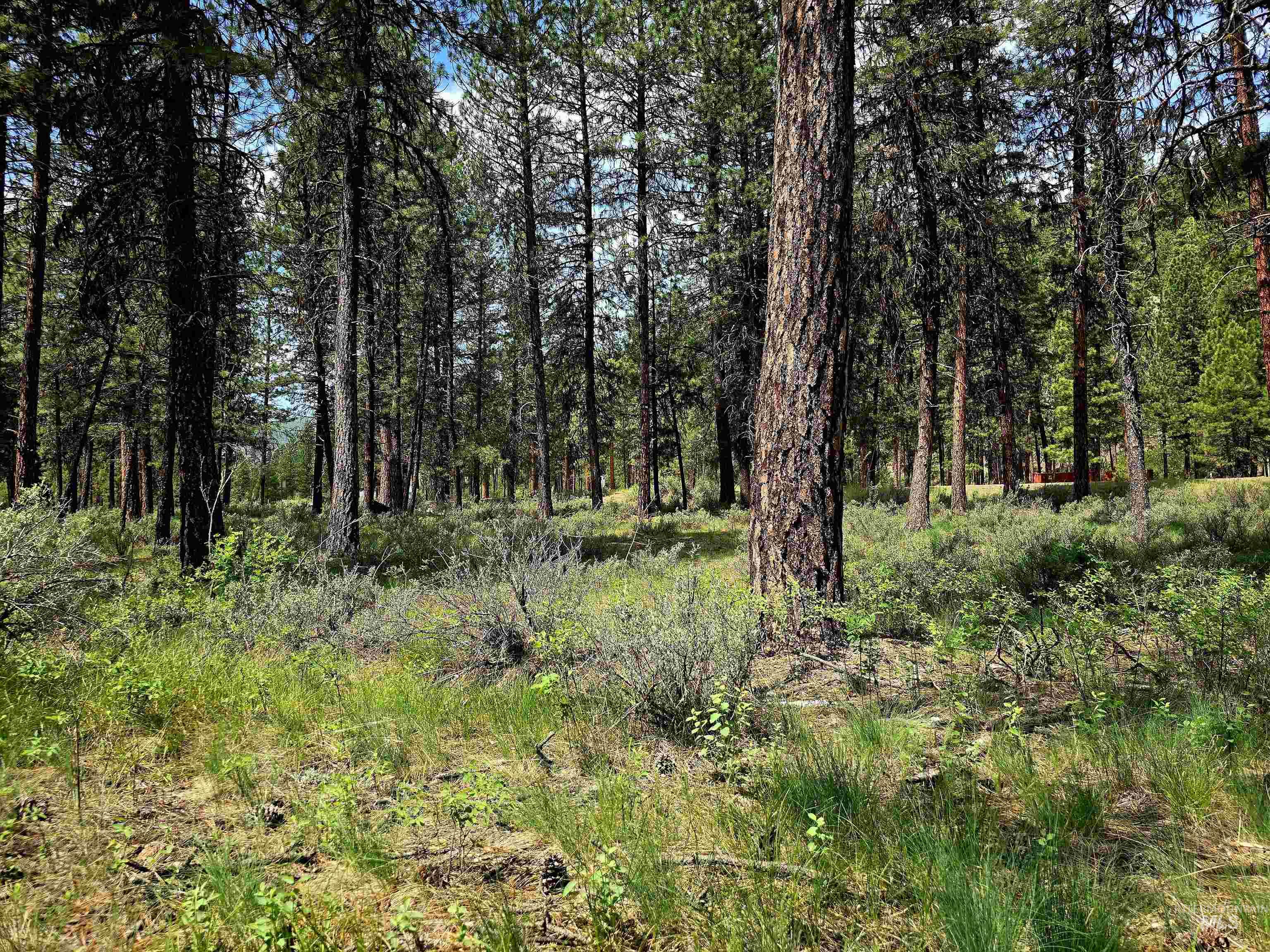 Tbd Hwy 21 Lots 8,9 Property Photo 8