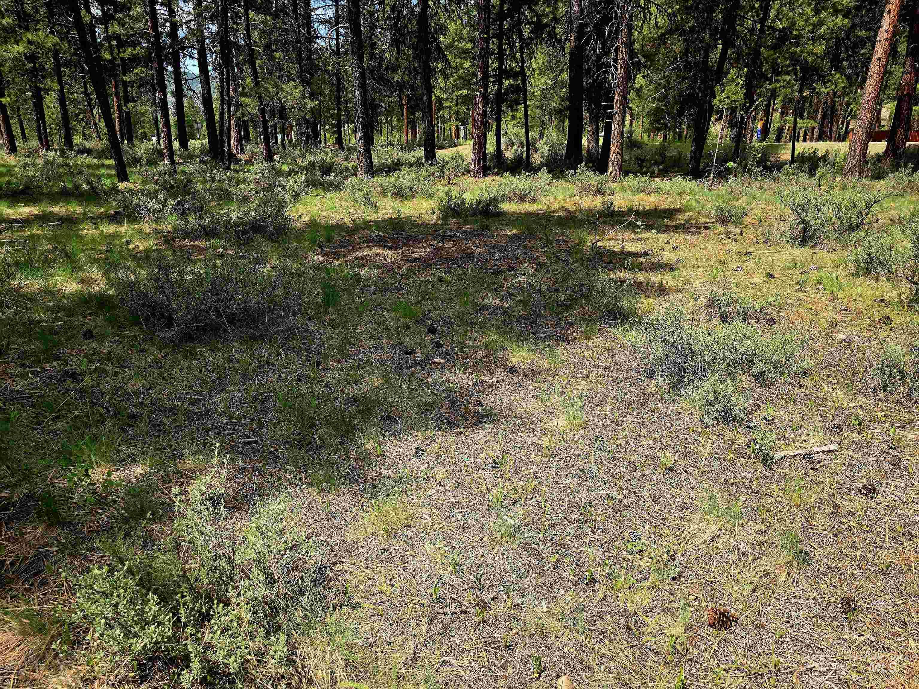Tbd Hwy 21 Lots 8,9 Property Photo 10