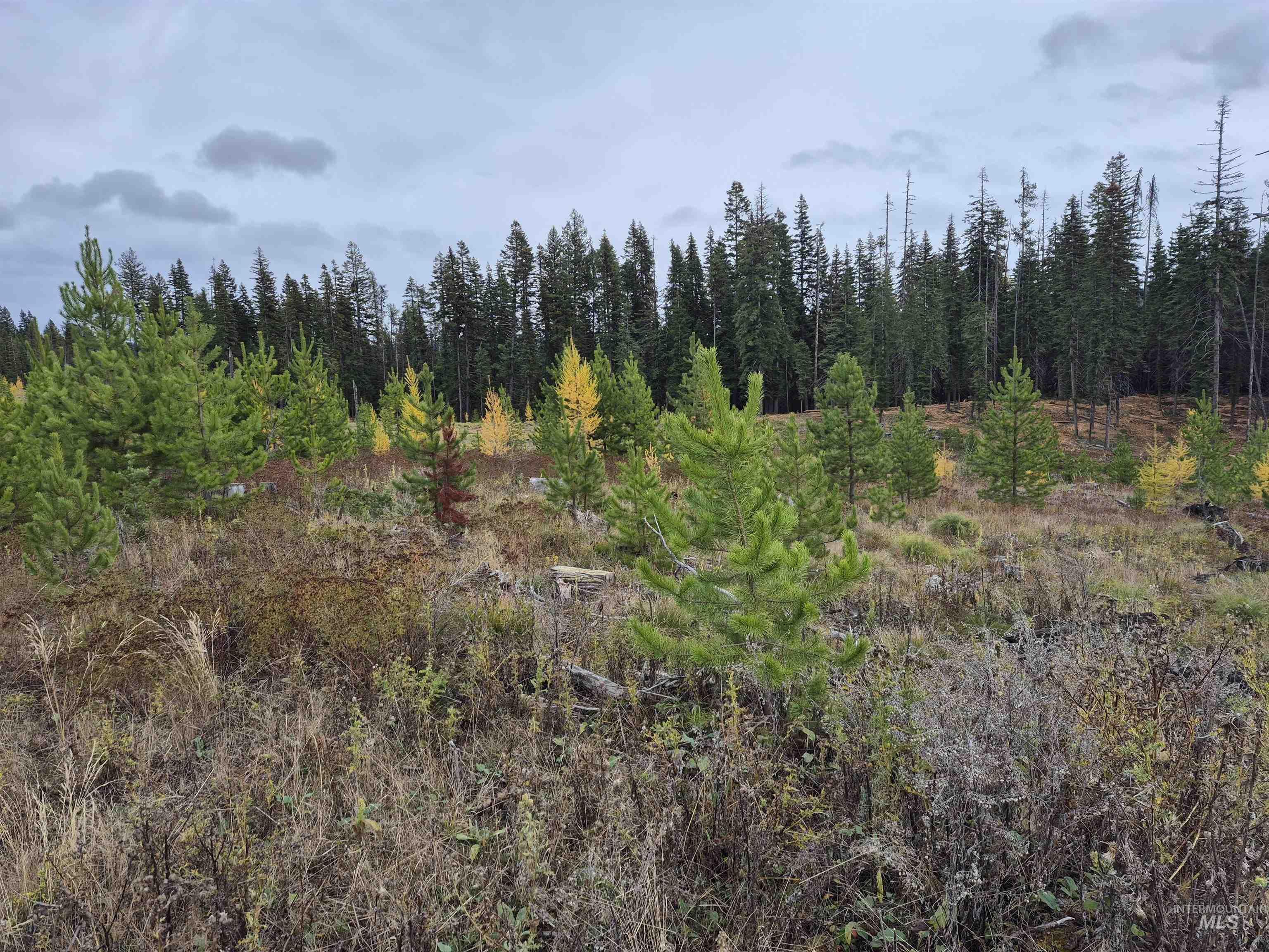 Tbd French Gulch Parcel 3 Property Photo 5