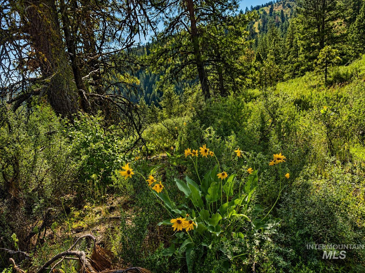 Lot 2 Mores Creek Heights Property Photo 7