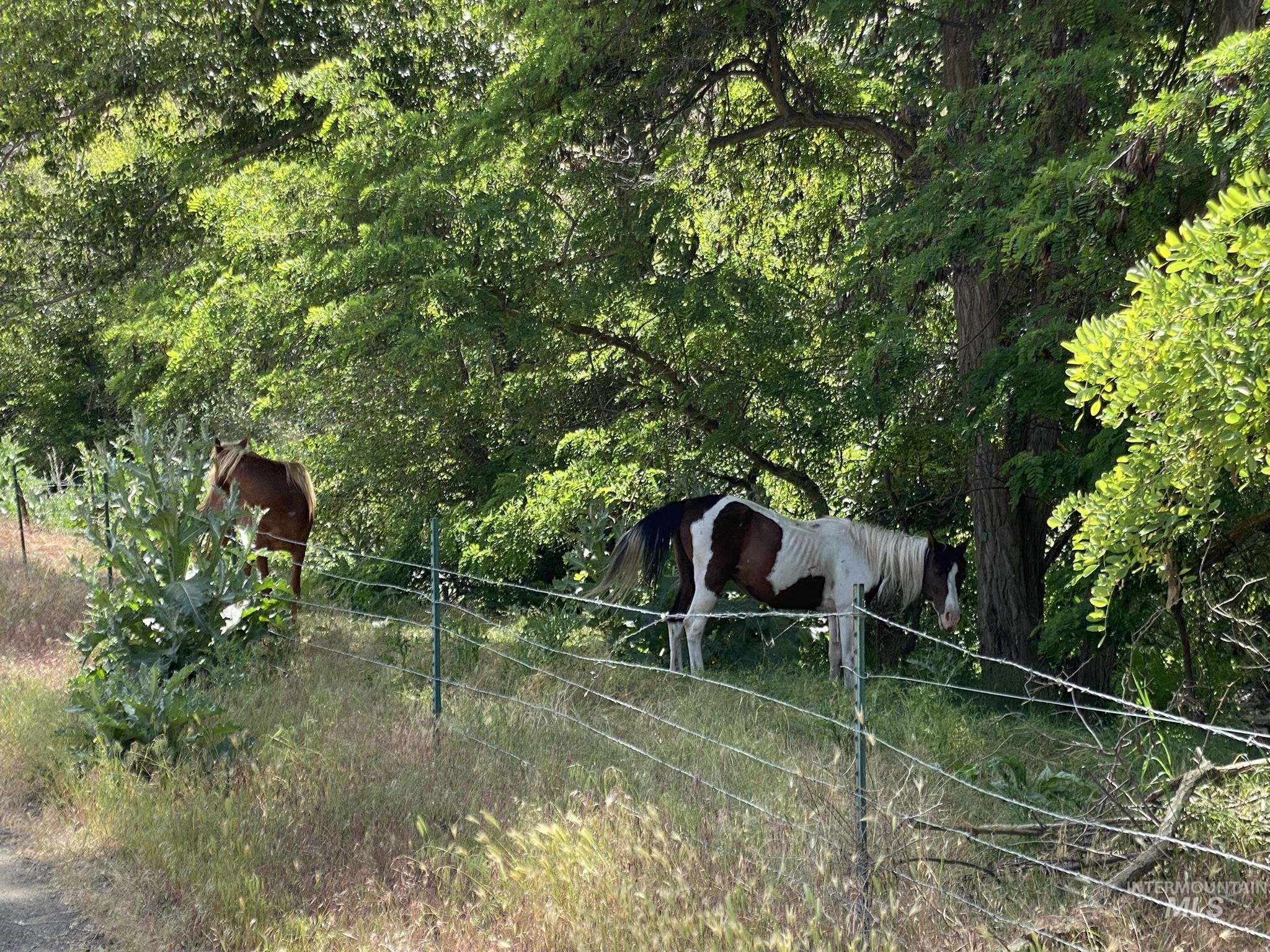 13761 Asotin Creek Road Property Photo 9