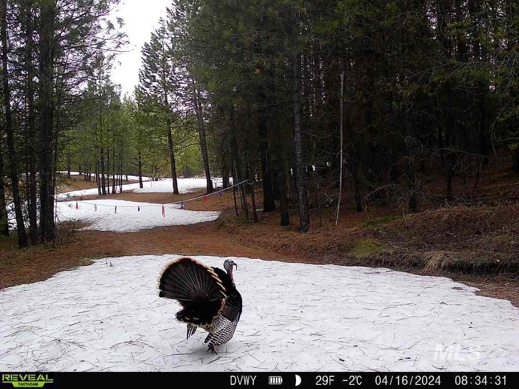20.01 Ac Tbd Smith Ferry Dr Property Photo 7