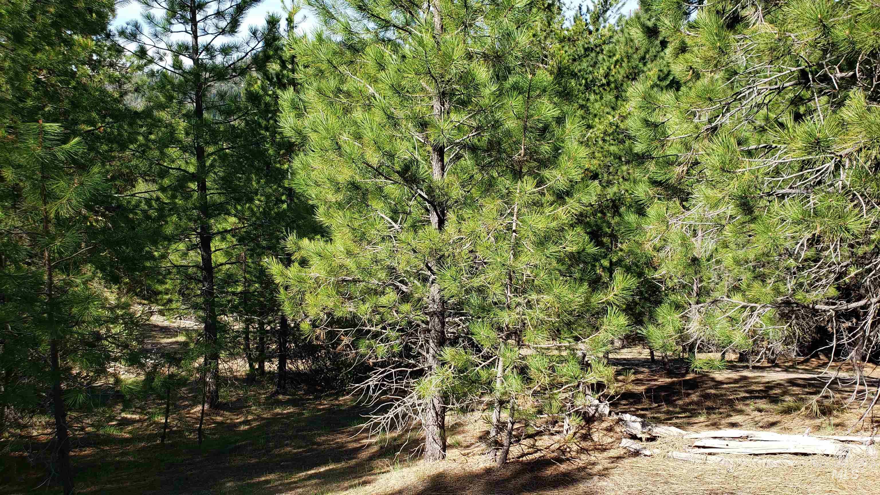 20.01 Ac Tbd Smith Ferry Dr Property Photo 46