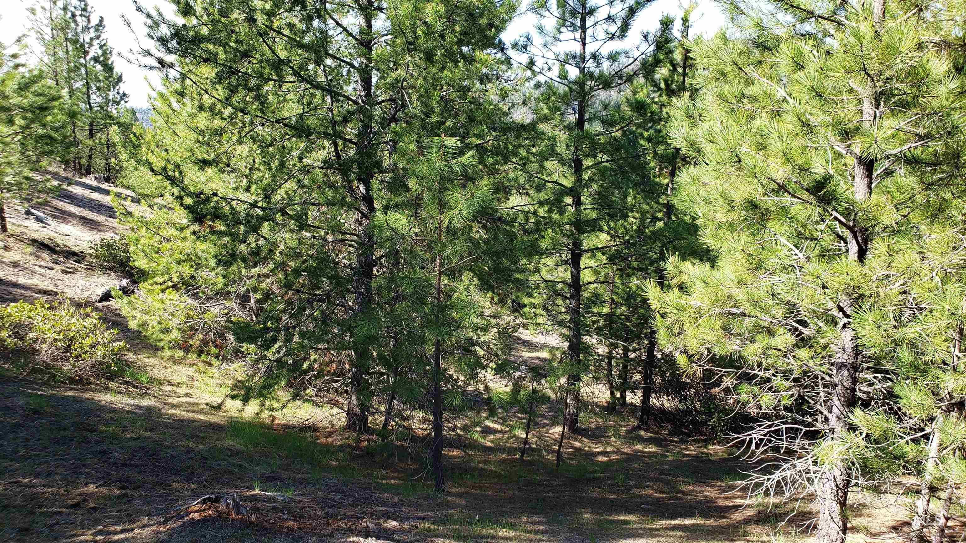 20.01 Ac Tbd Smith Ferry Dr Property Photo 47