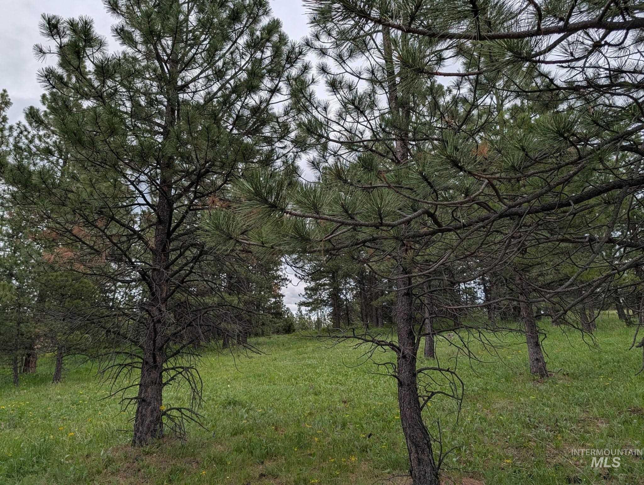 Tbd Jackpine Rd Property Photo 7