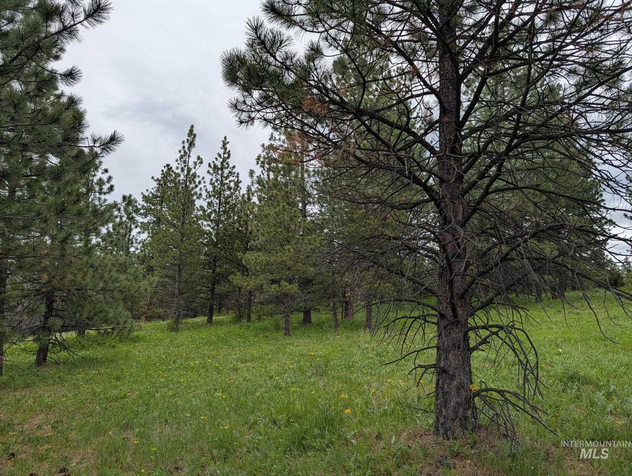 Tbd Jackpine Rd Property Photo 8