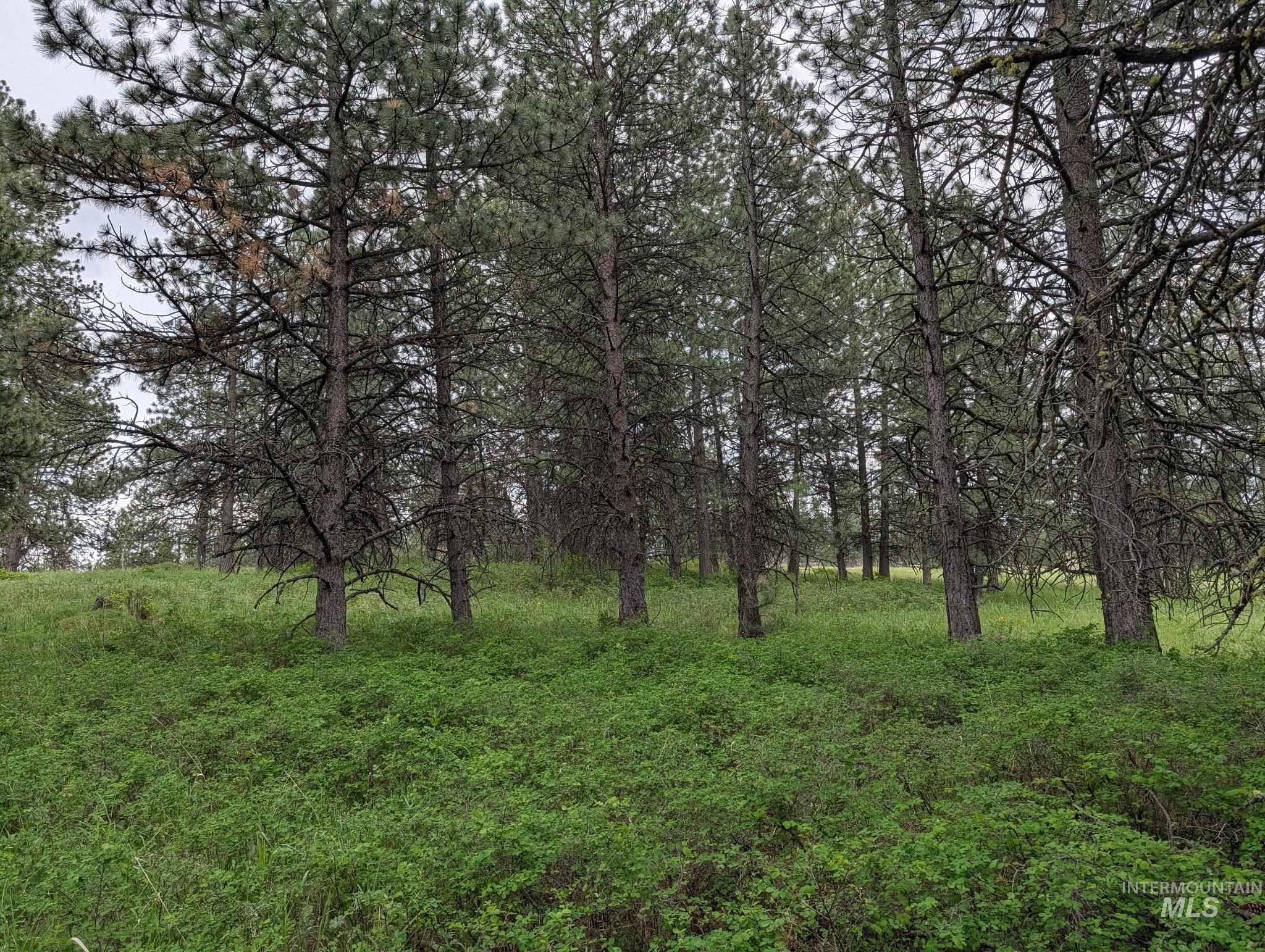 Tbd Jackpine Rd Property Photo 11