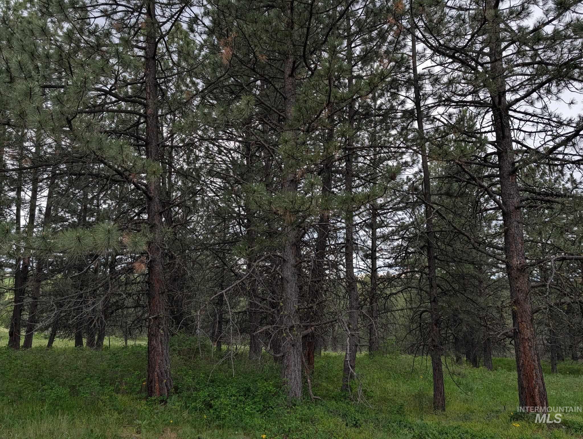 Tbd Jackpine Rd Property Photo 23