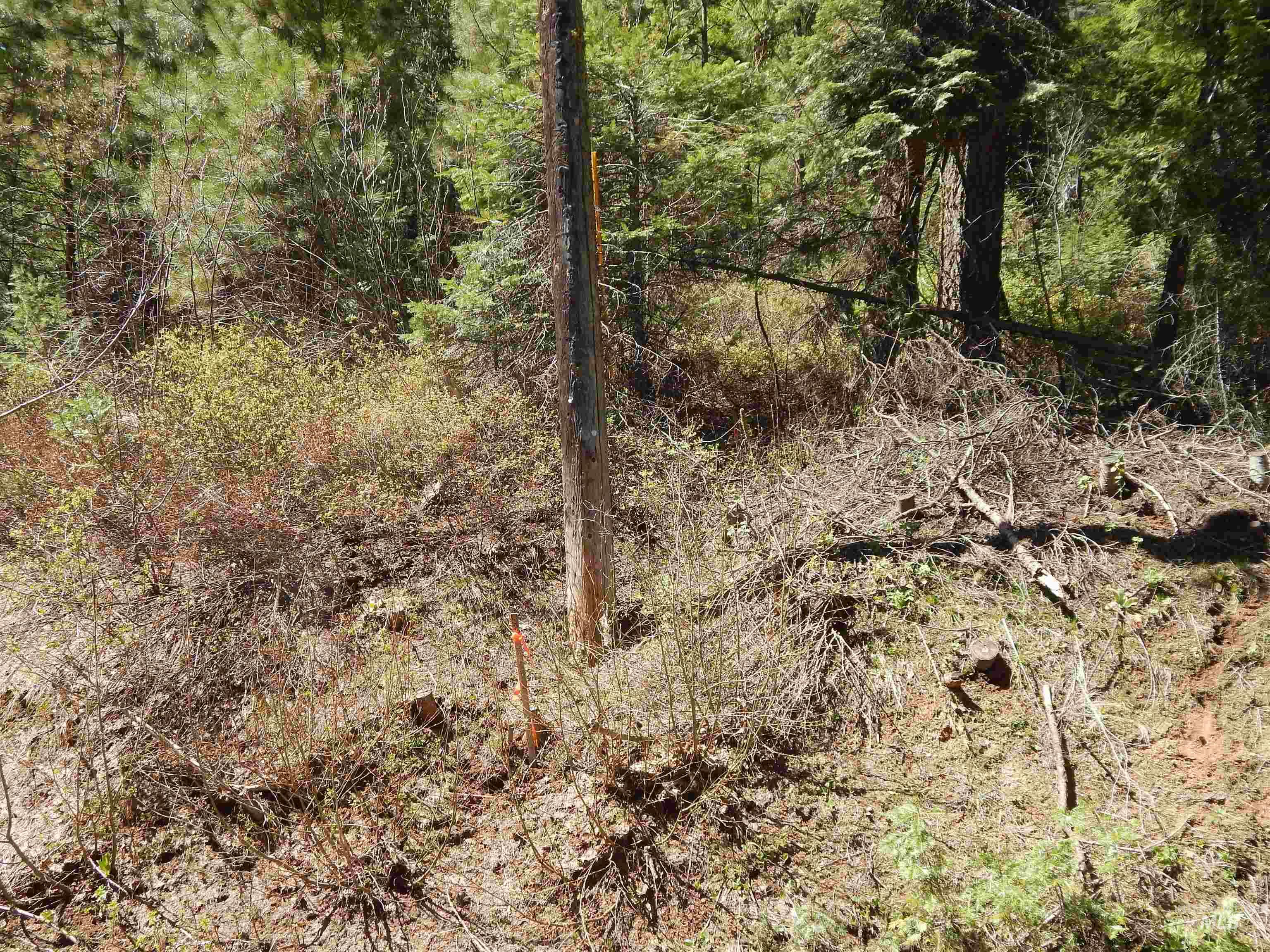 1601 Bear Trail Loop Property Photo 6